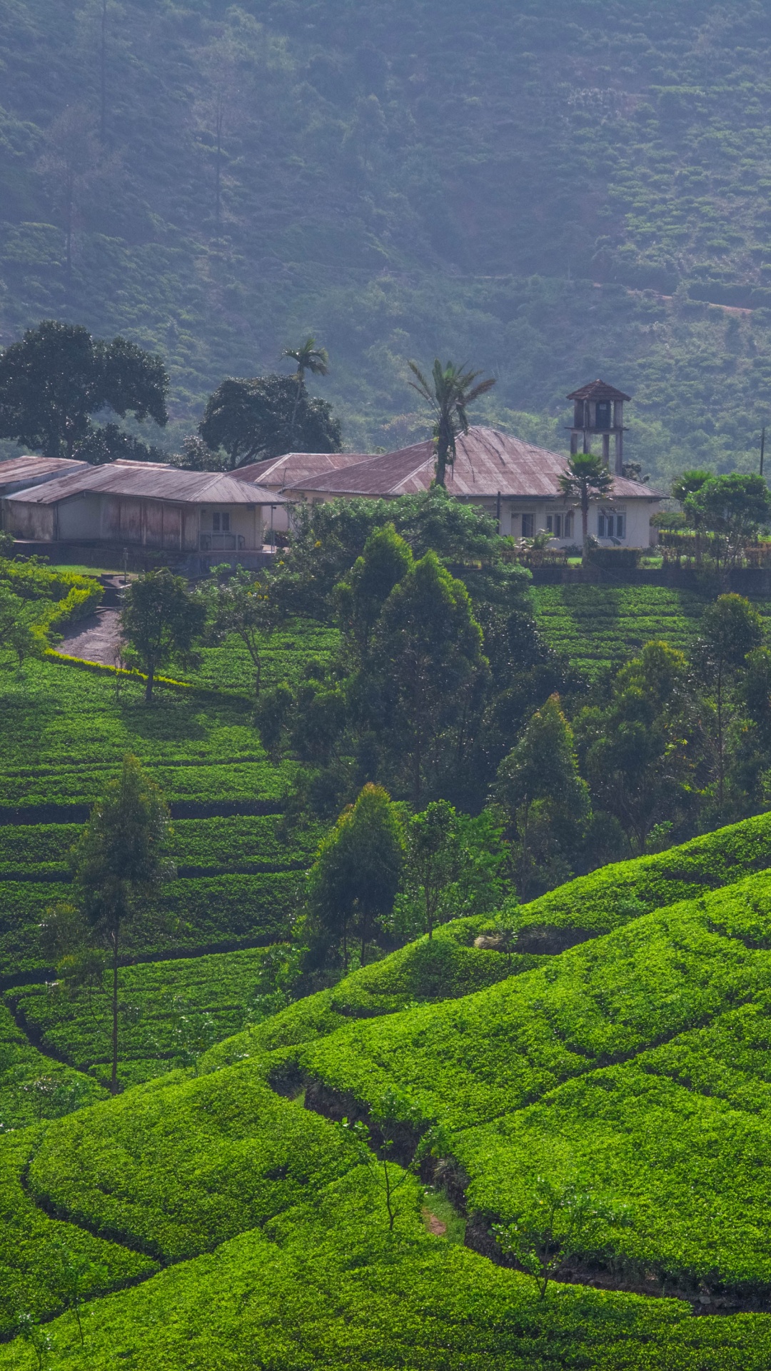 Обои ШриЛанка, нагорье, терраса, горная станция, поле в разрешении 1080x1920