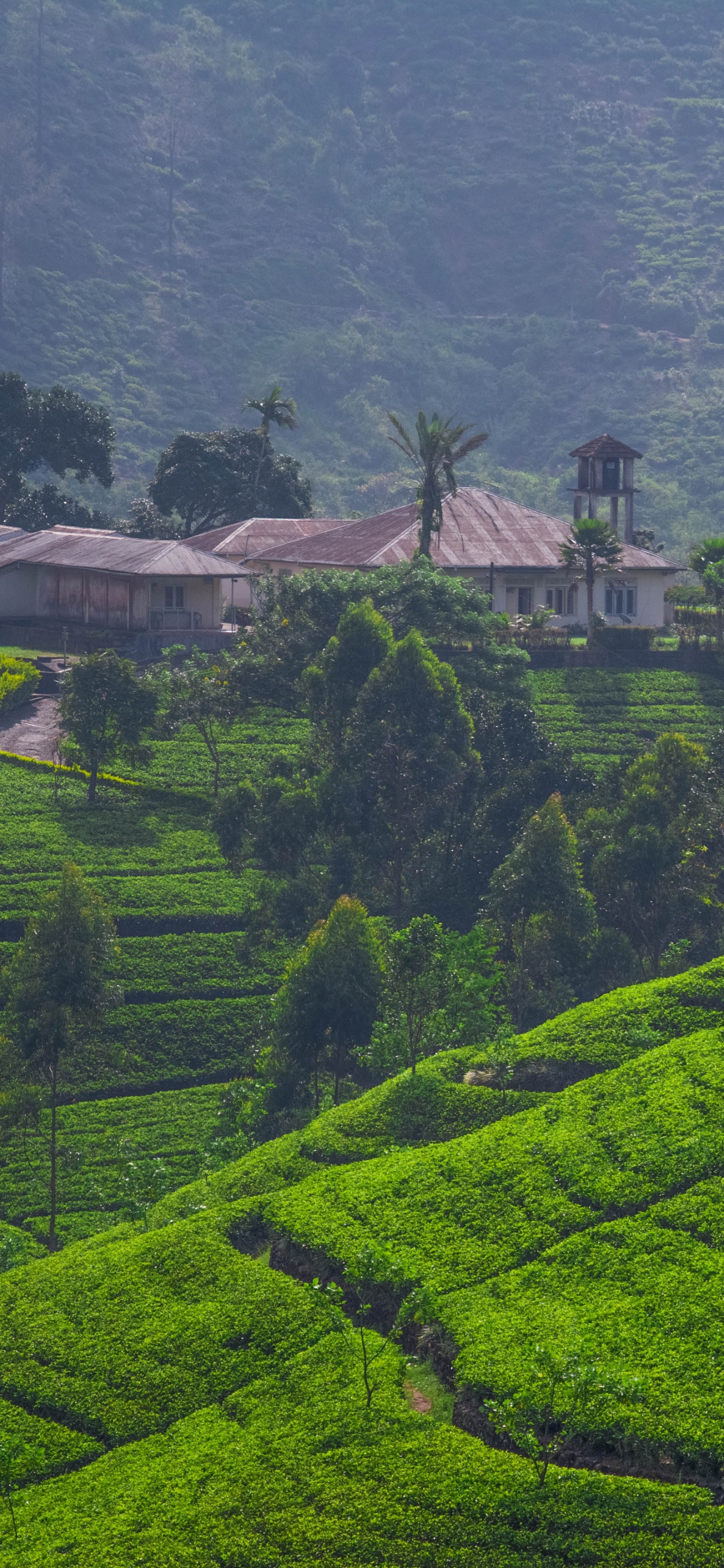 Обои ШриЛанка, нагорье, терраса, горная станция, поле в разрешении 1242x2688