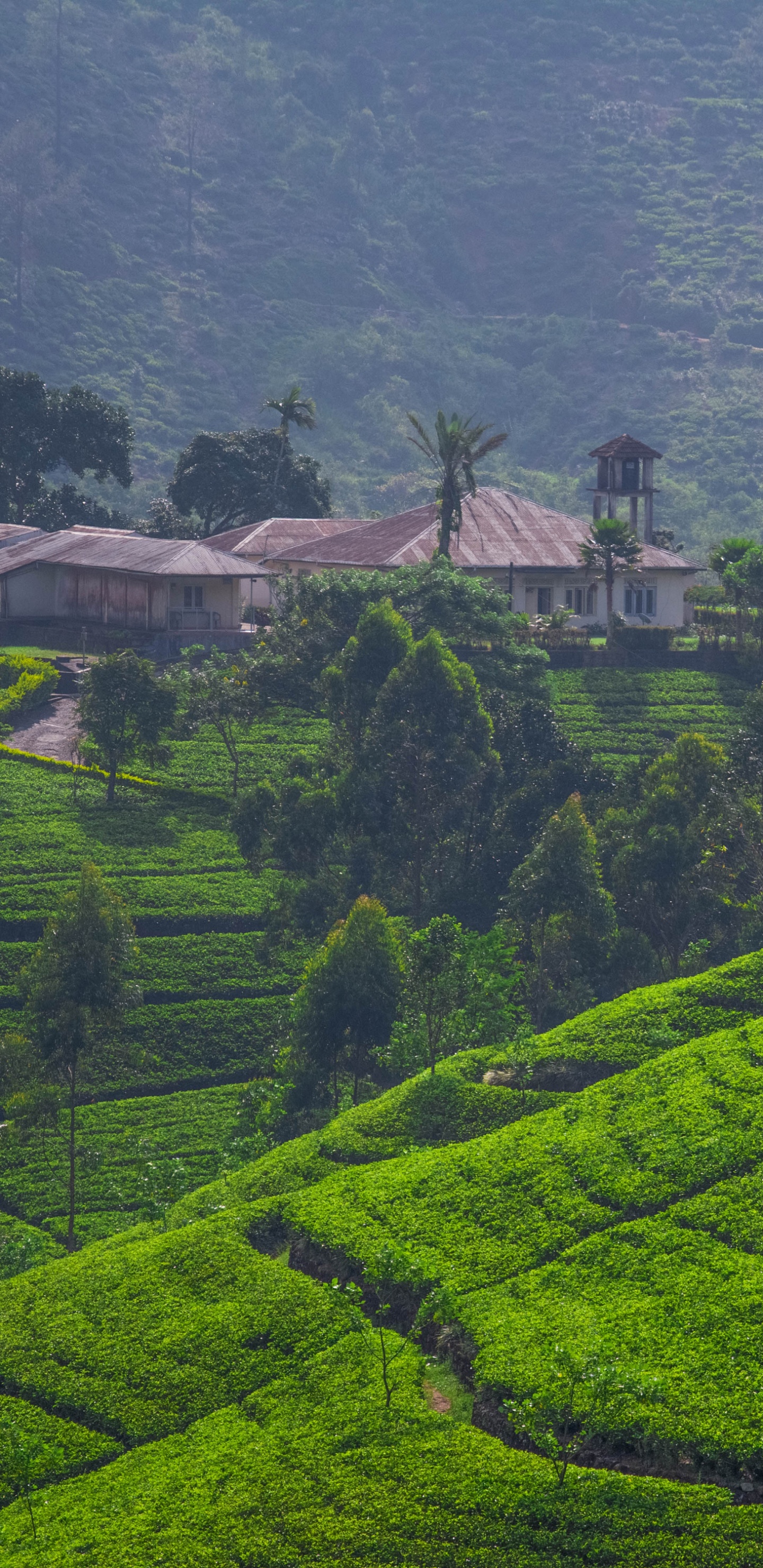 Обои ШриЛанка, нагорье, терраса, горная станция, поле в разрешении 1440x2960