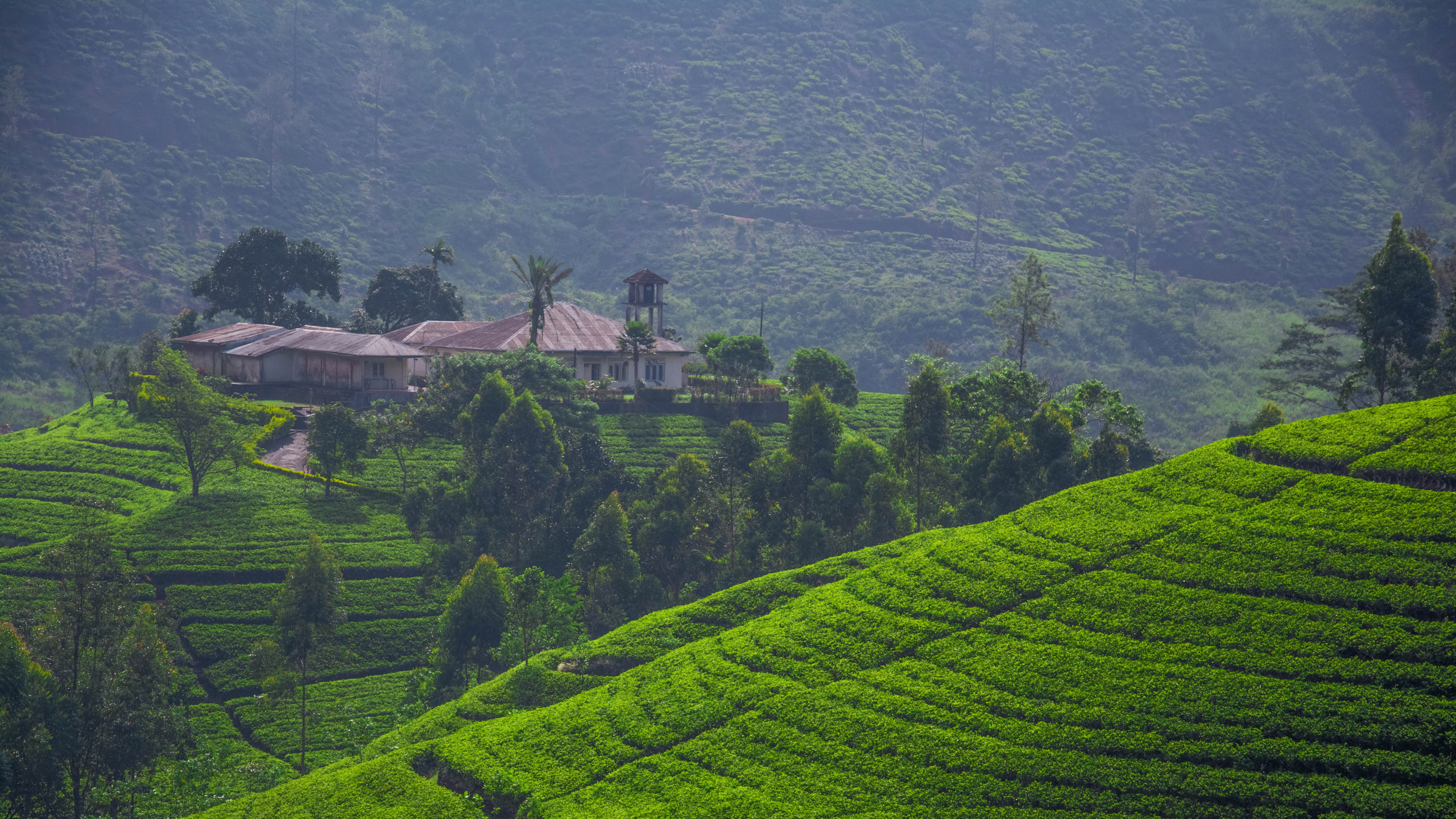 Обои ШриЛанка, нагорье, терраса, горная станция, поле в разрешении 2560x1440