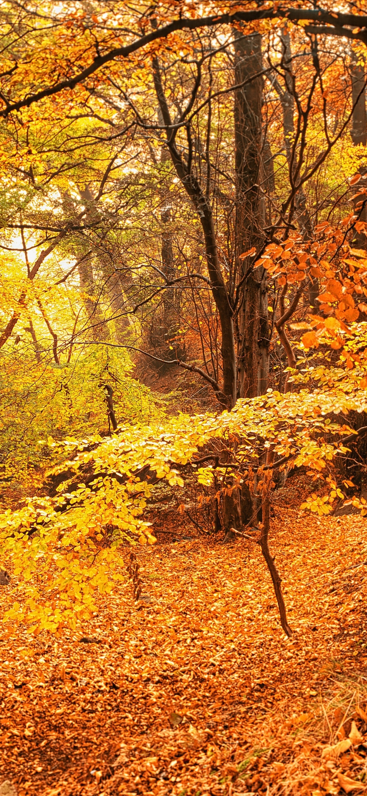 Обои осень, природа, листопадные, лесистая местность, лес в разрешении 1242x2688