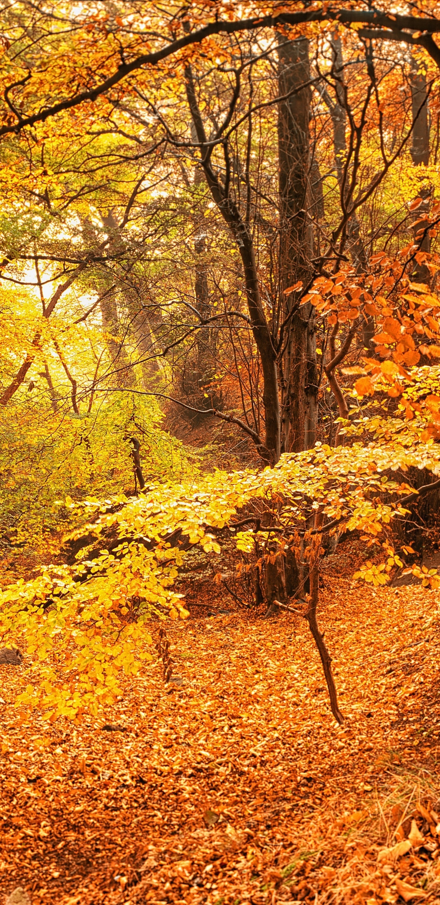 Обои осень, природа, листопадные, лесистая местность, лес в разрешении 1440x2960