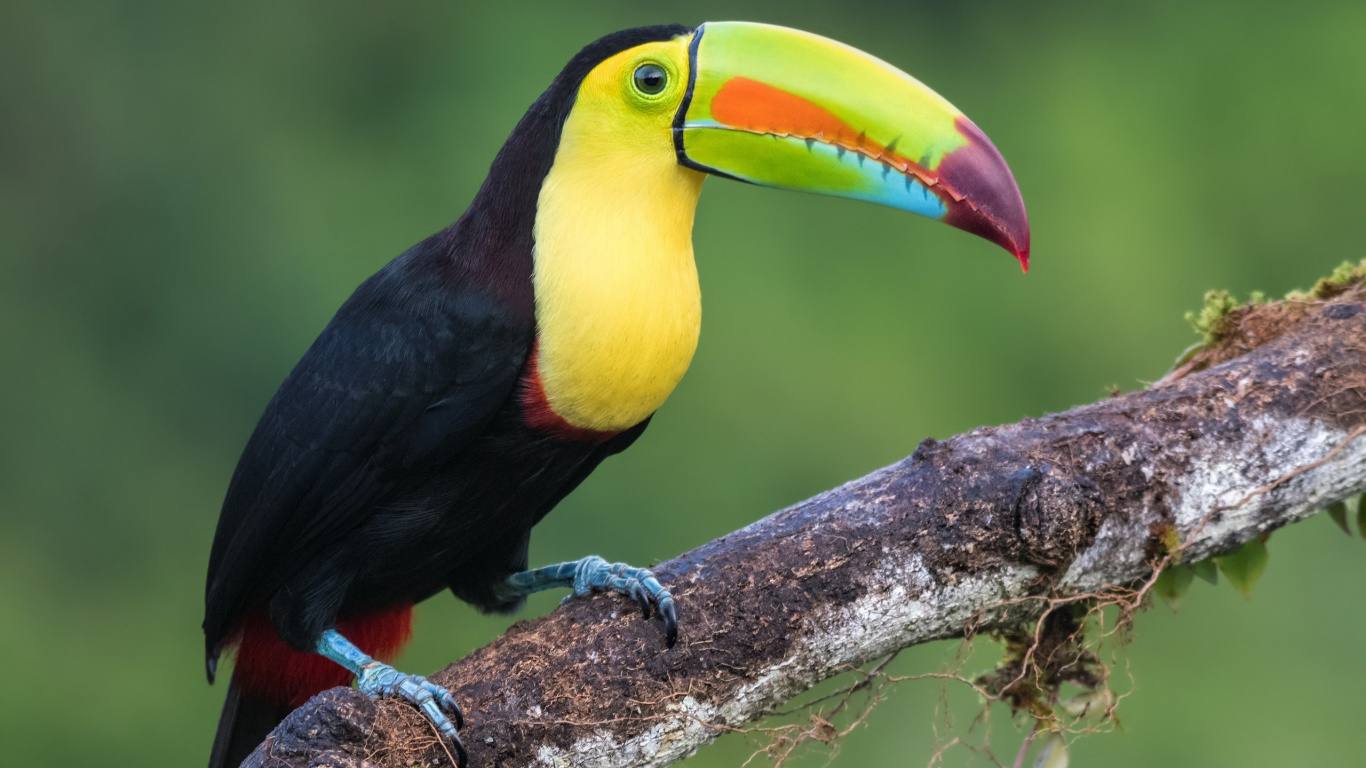 Обои Киль-счета Тукан, птица, тукан, клюв, дятлообразных в разрешении 1366x768