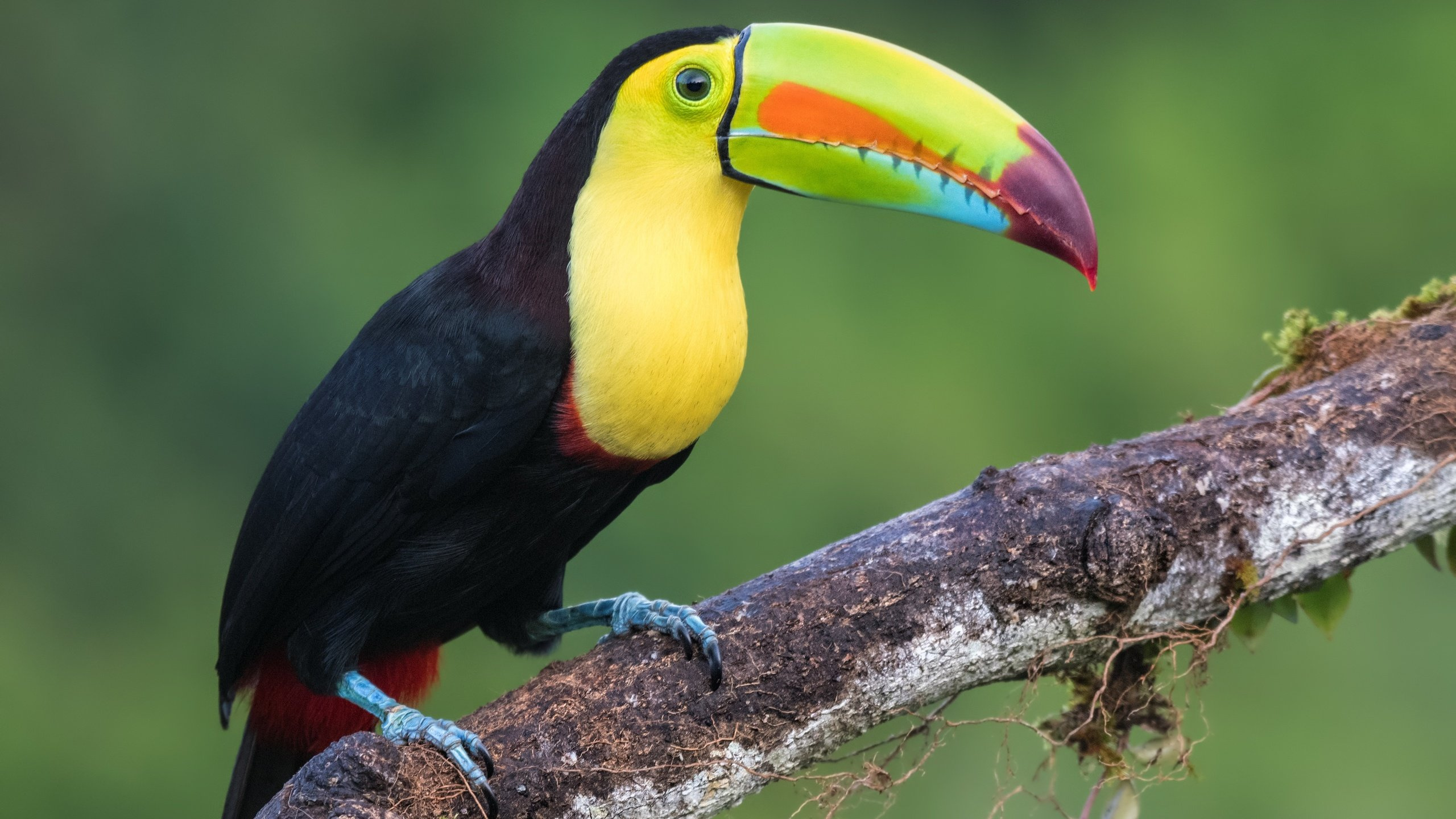 Обои Киль-счета Тукан, птица, тукан, клюв, дятлообразных в разрешении 2560x1440