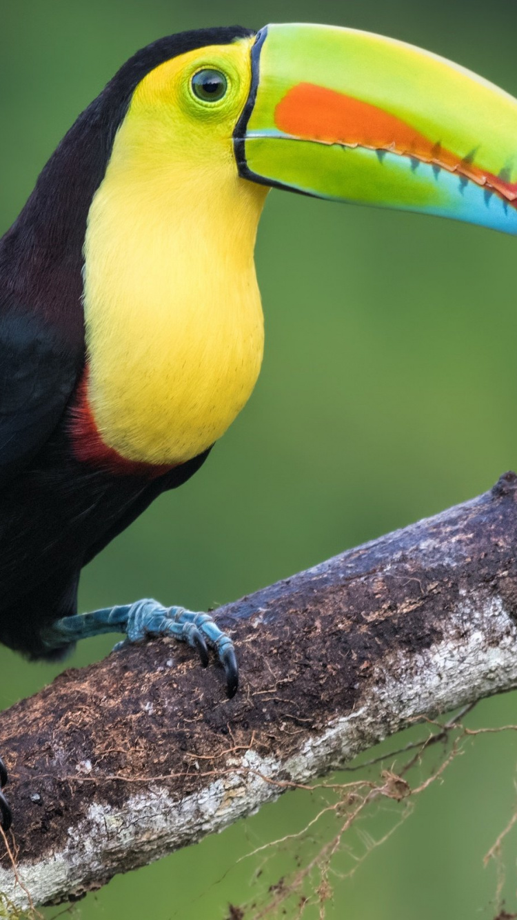 Обои Киль-счета Тукан, птица, тукан, клюв, дятлообразных в разрешении 750x1334