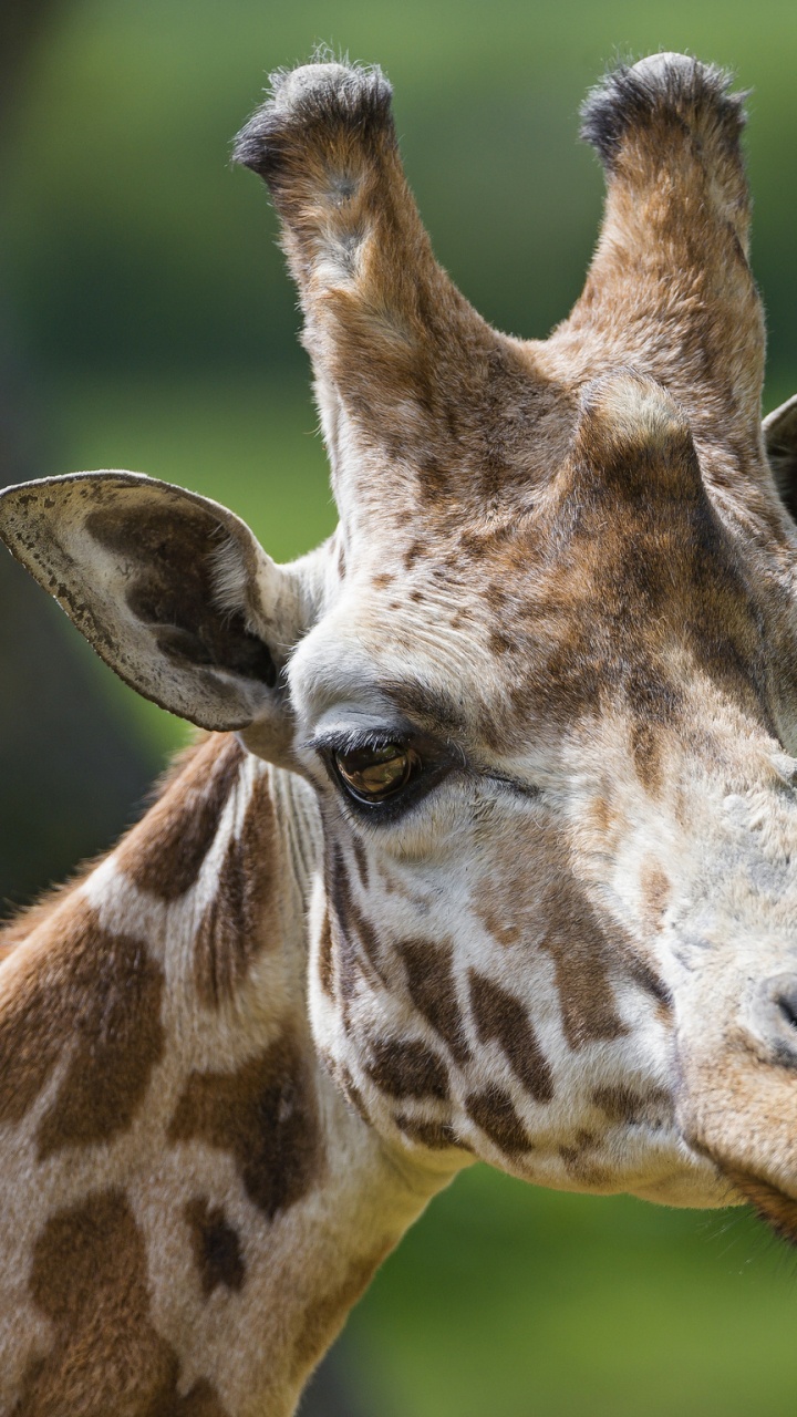 Обои Северный жираф, факт, антилопа, Жираф, антилопа гну в разрешении 720x1280