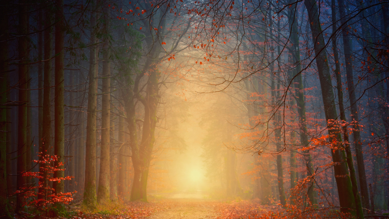 Обои растение, атмосфера, природный ландшафт, древесина, окружающая среда в разрешении 1366x768