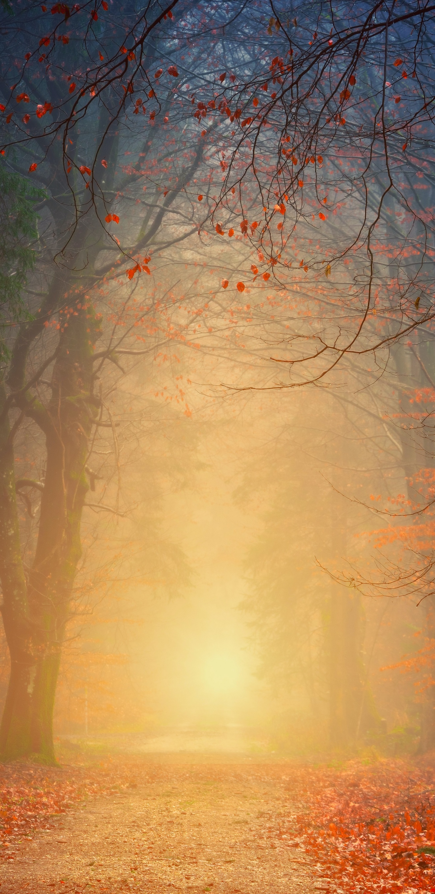 Обои растение, атмосфера, природный ландшафт, древесина, окружающая среда в разрешении 1440x2960