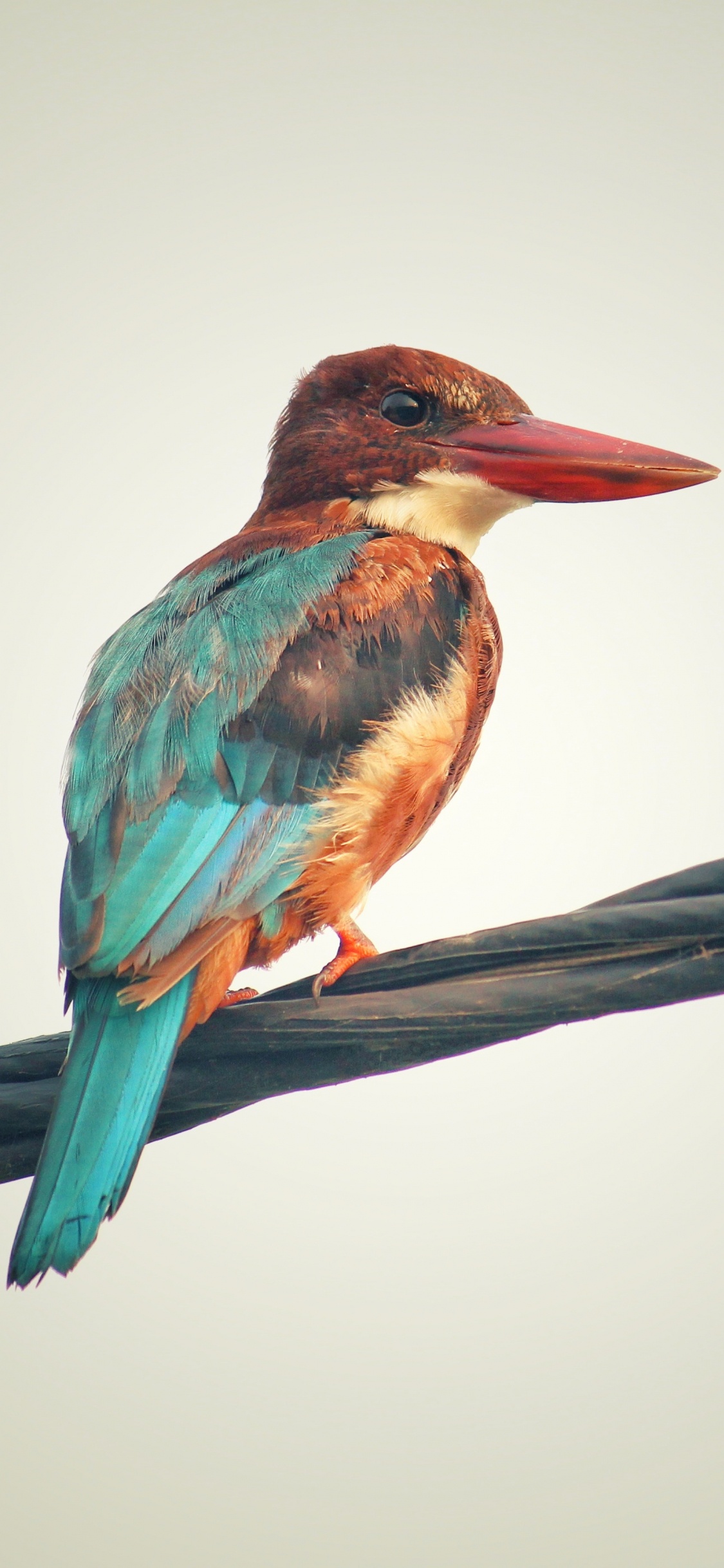 Обои птица, клюв, ракшеобразных, ветвь, Колибри в разрешении 1125x2436