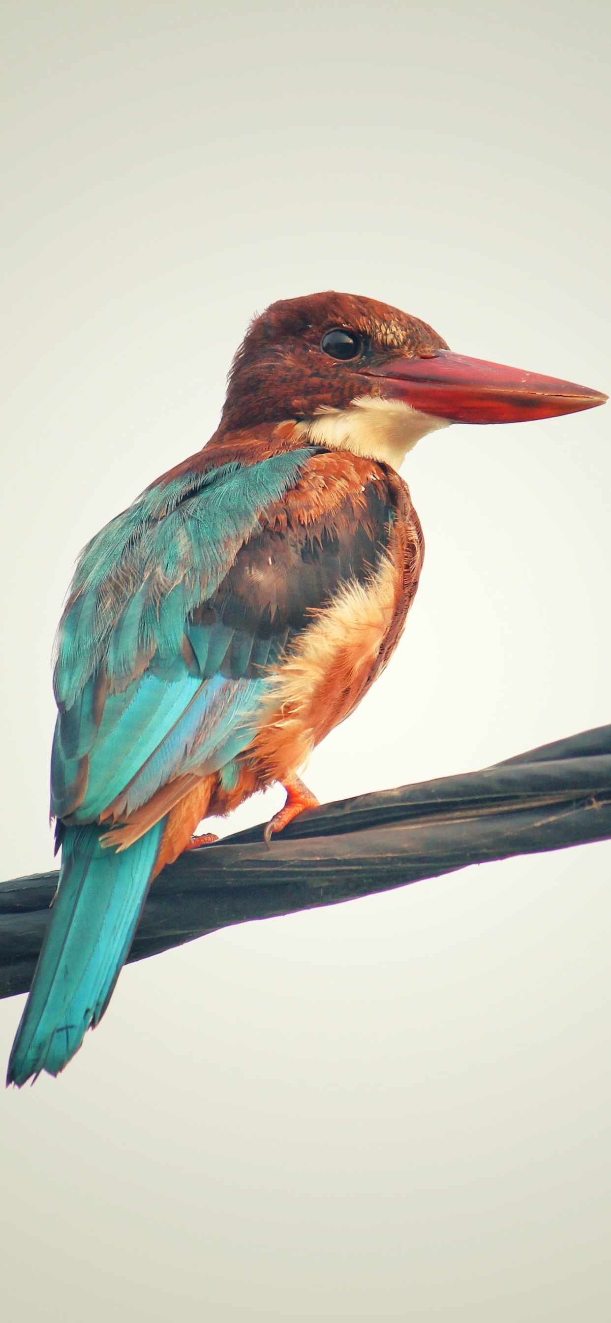 Обои птица, клюв, ракшеобразных, ветвь, Колибри в разрешении 1242x2688