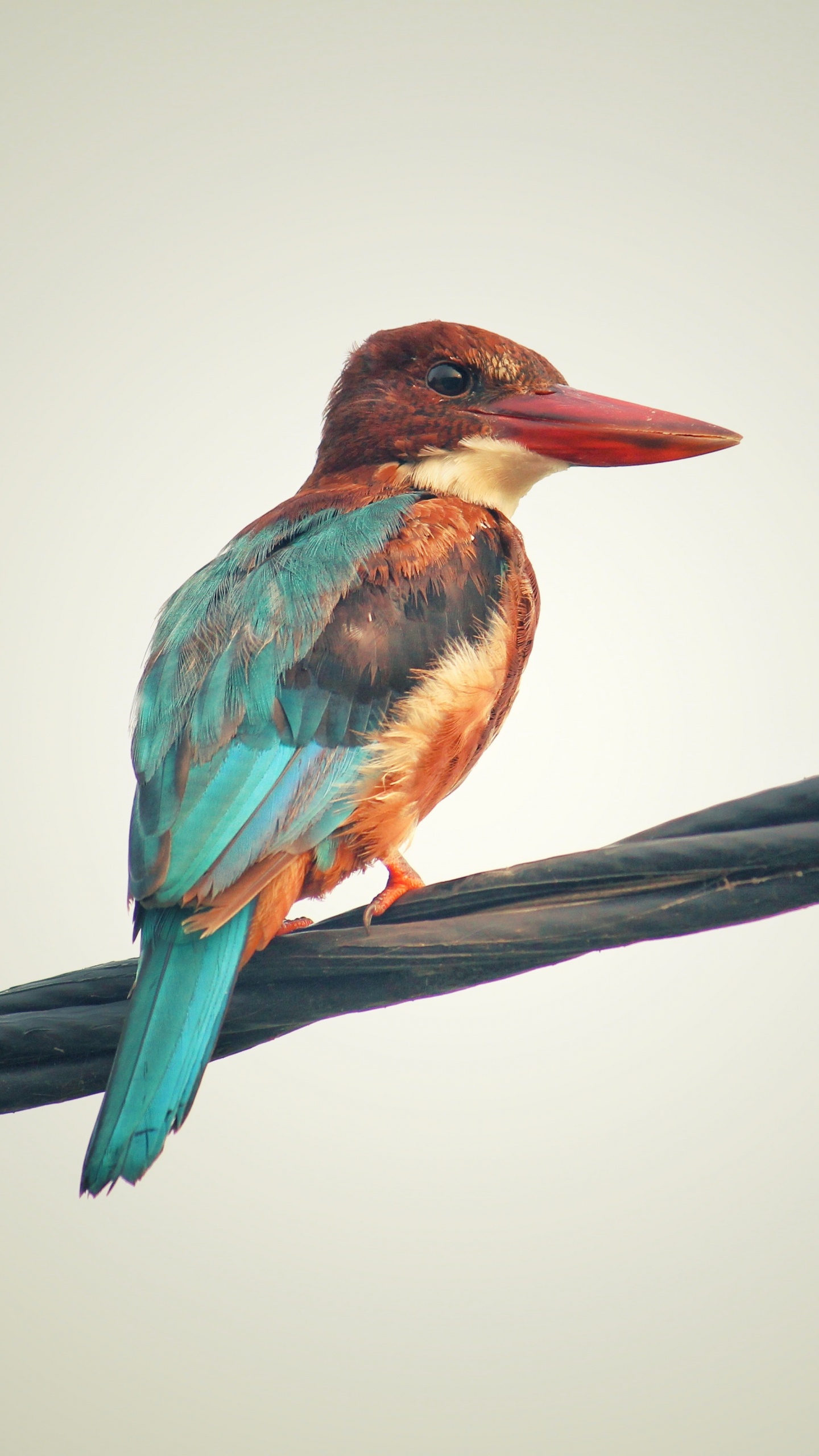 Обои птица, клюв, ракшеобразных, ветвь, Колибри в разрешении 1440x2560