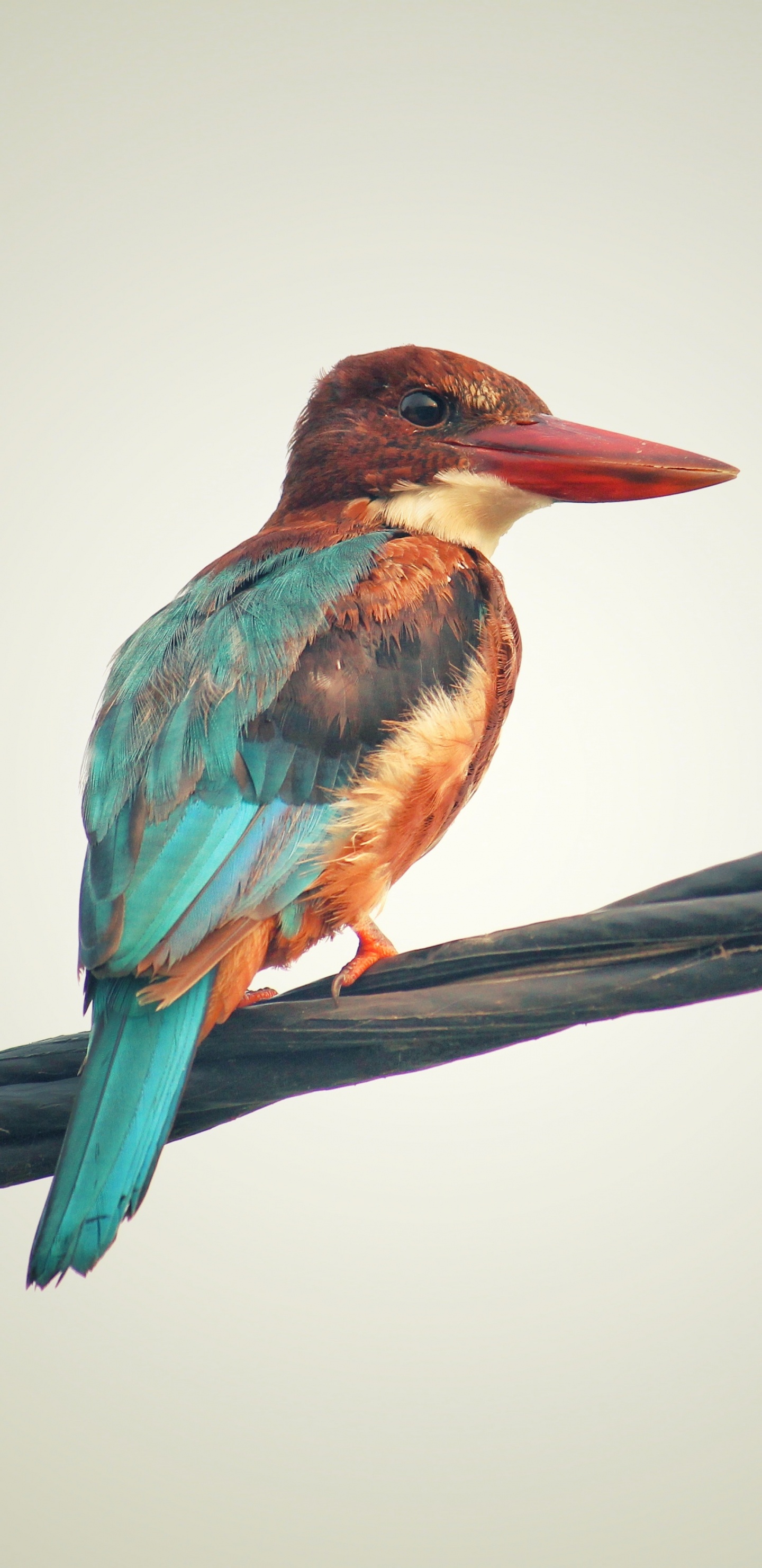 Обои птица, клюв, ракшеобразных, ветвь, Колибри в разрешении 1440x2960