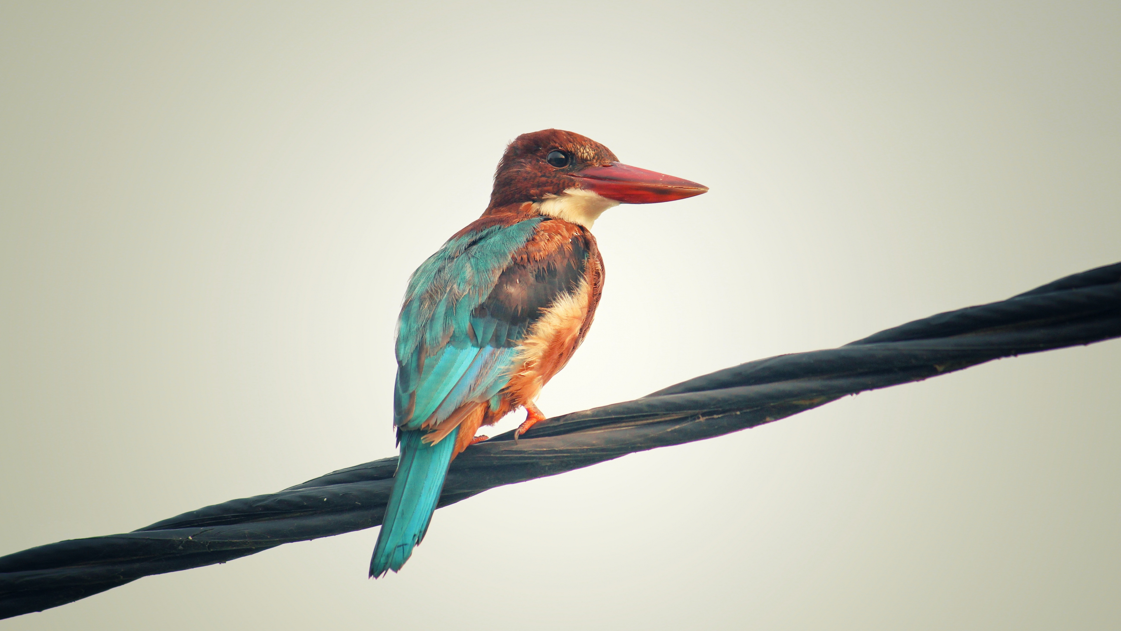 Обои птица, клюв, ракшеобразных, ветвь, Колибри в разрешении 3840x2160