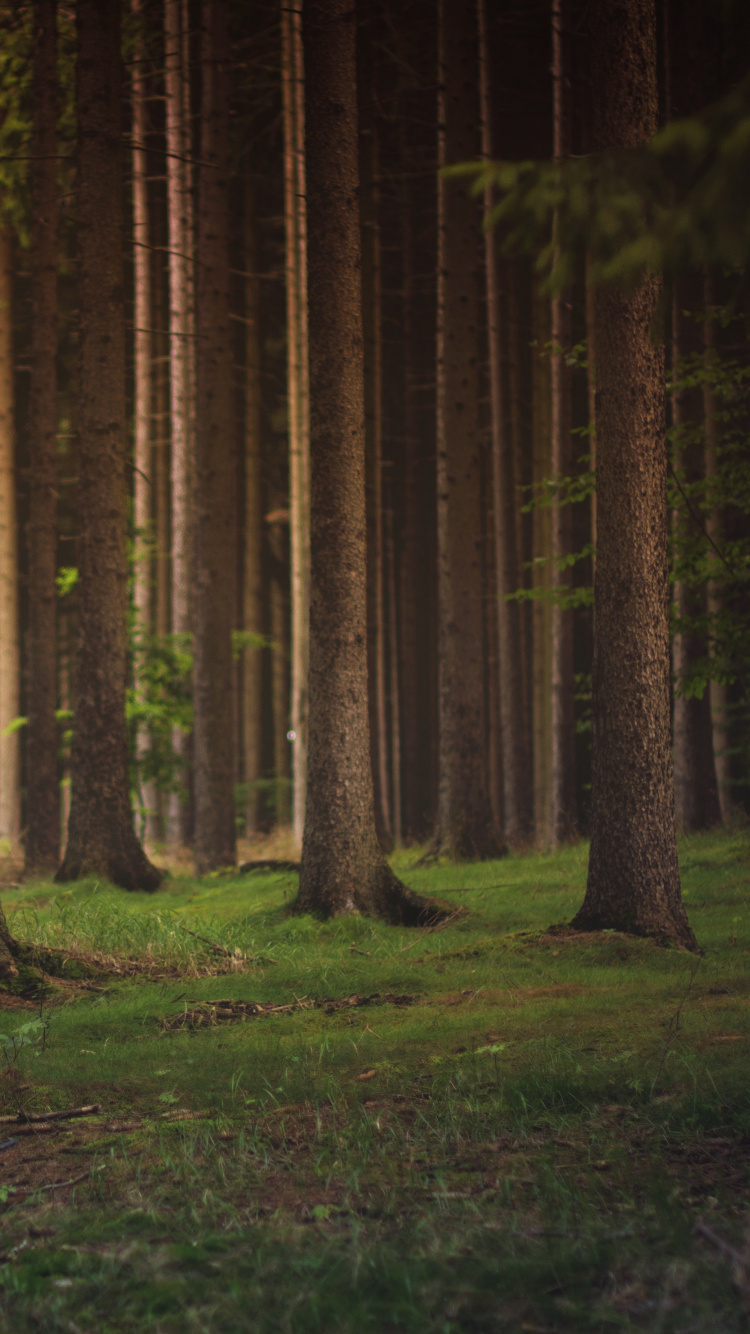 Обои дерево, лес, лесистая местность, природа, ель еловый лес в разрешении 750x1334