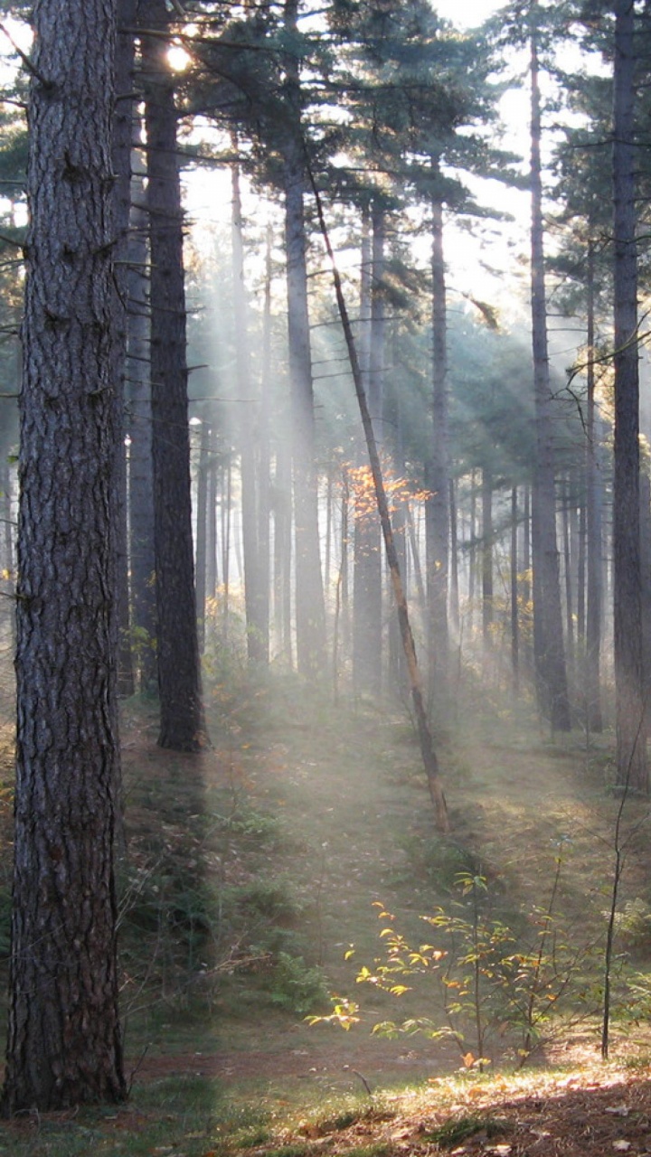 Обои лес, дерево, лесистая местность, обложка книги, природный заповедник в разрешении 720x1280