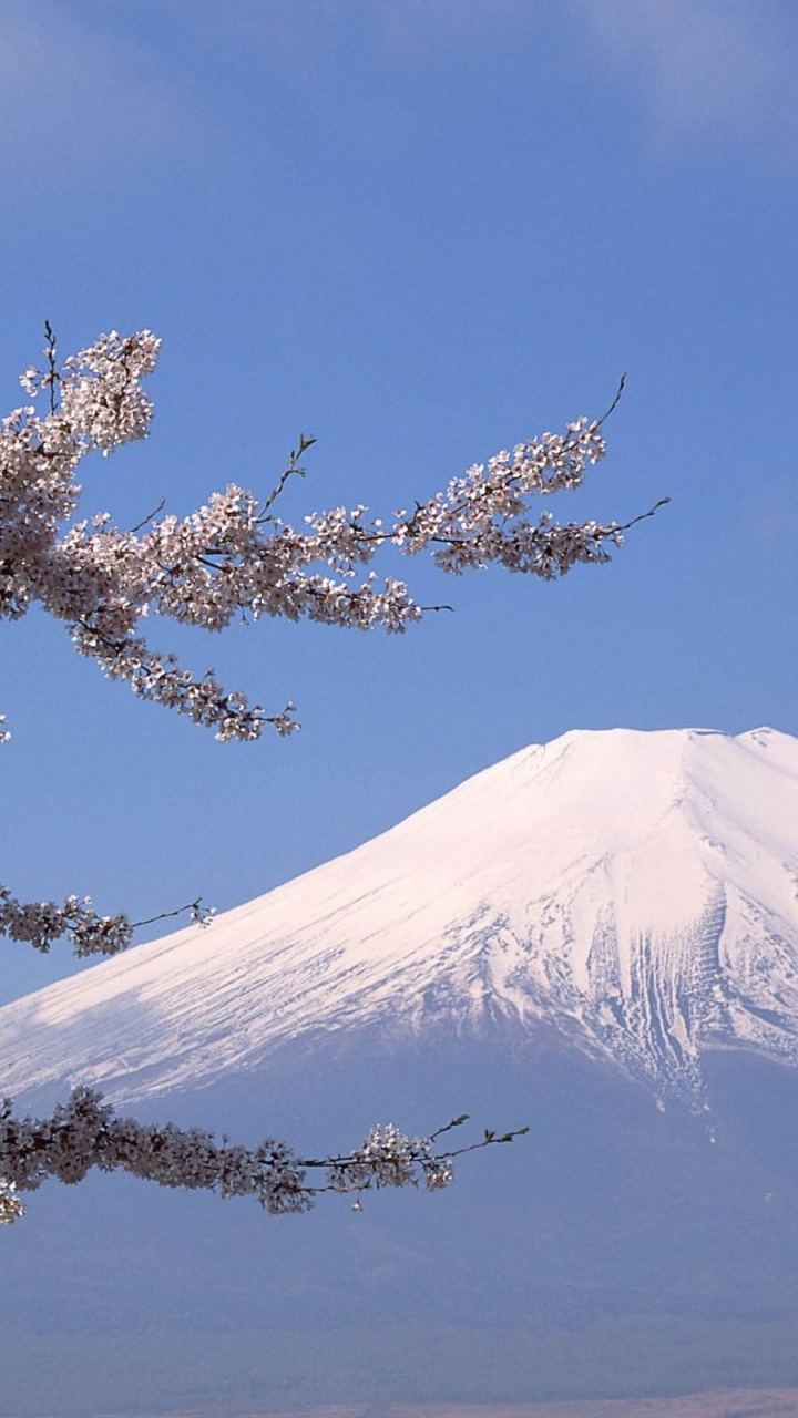 Обои гора Фудзи, дерево, расцвет, цветок, цветение вишни в разрешении 720x1280