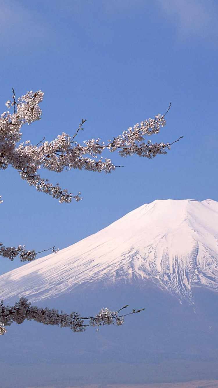 Обои гора Фудзи, дерево, расцвет, цветок, цветение вишни в разрешении 750x1334