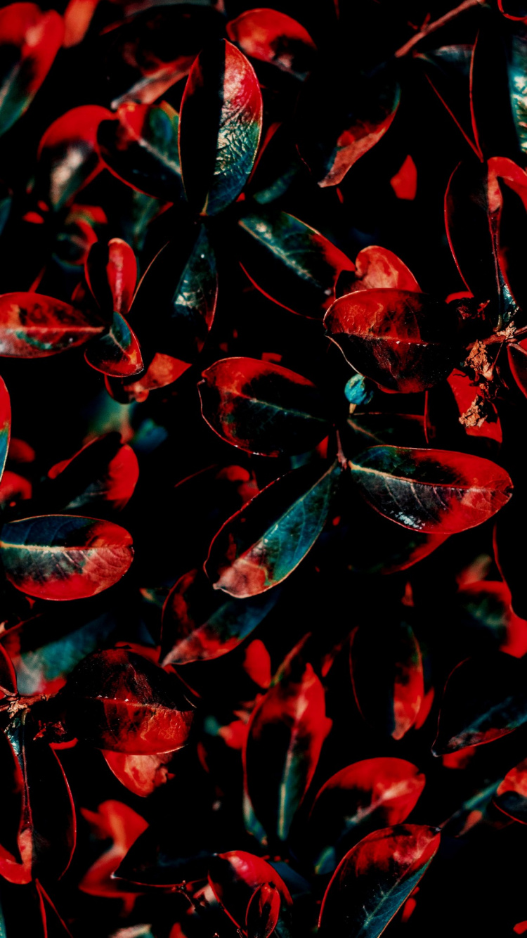 Обои цветной, красный цвет, зеленый, синий, лист в разрешении 750x1334