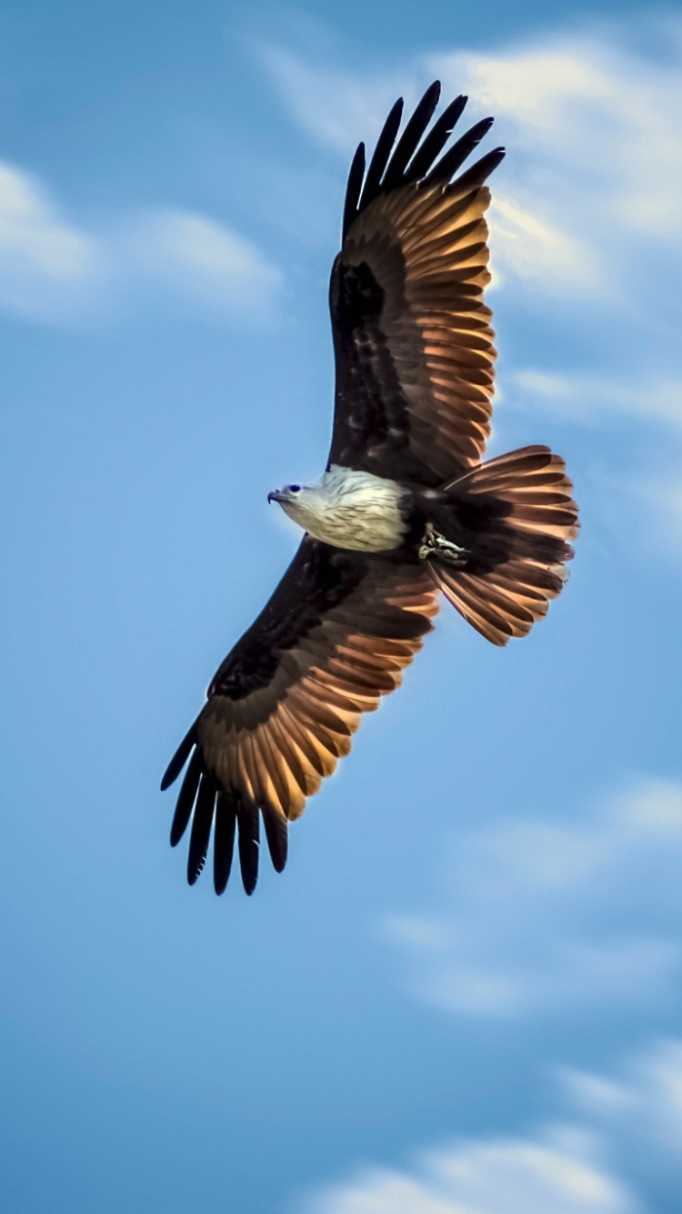 Обои белоголовый Орлан, Орел, Сокол, птица, хищная птица в разрешении 750x1334