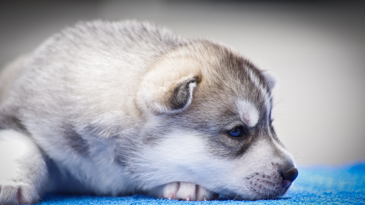 Обои Сахалинская хаски, канадская эскимосская собака, миниатюрный Сибирский хаски, гренландская собака, щенок в разрешении 1280x720