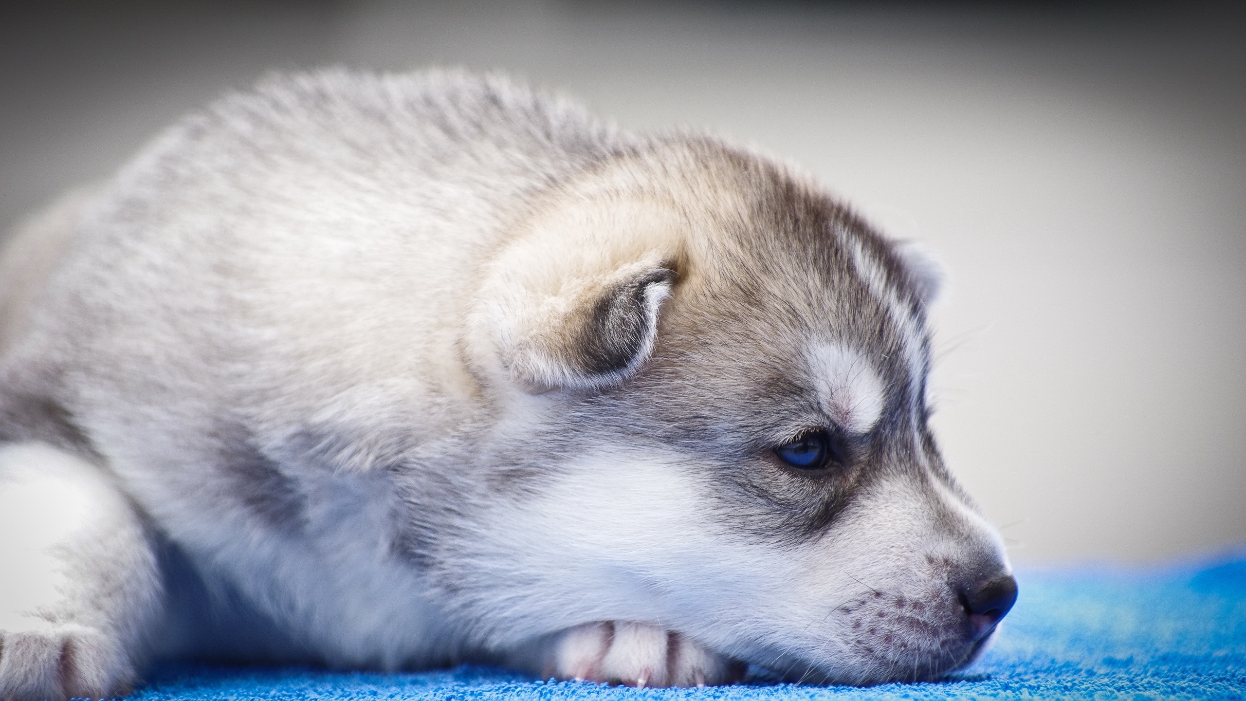 Обои Сахалинская хаски, канадская эскимосская собака, миниатюрный Сибирский хаски, гренландская собака, щенок в разрешении 2560x1440
