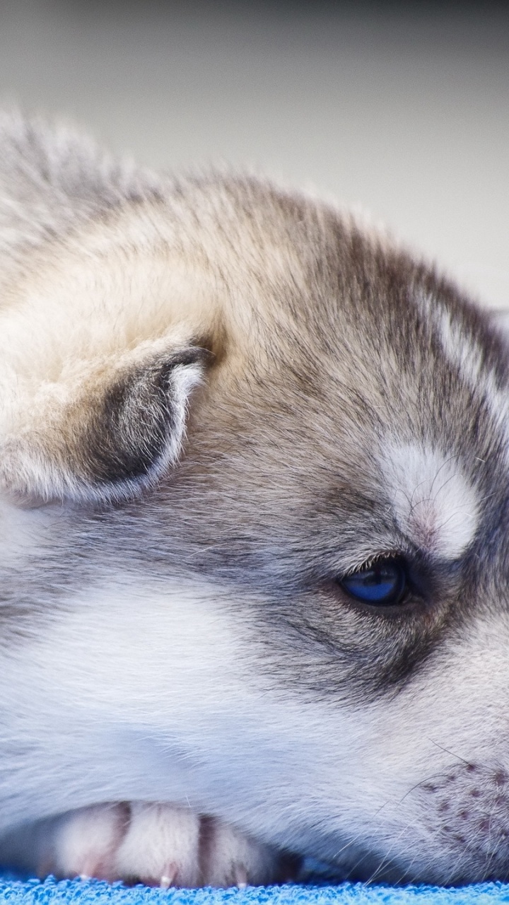 Обои Сахалинская хаски, канадская эскимосская собака, миниатюрный Сибирский хаски, гренландская собака, щенок в разрешении 720x1280