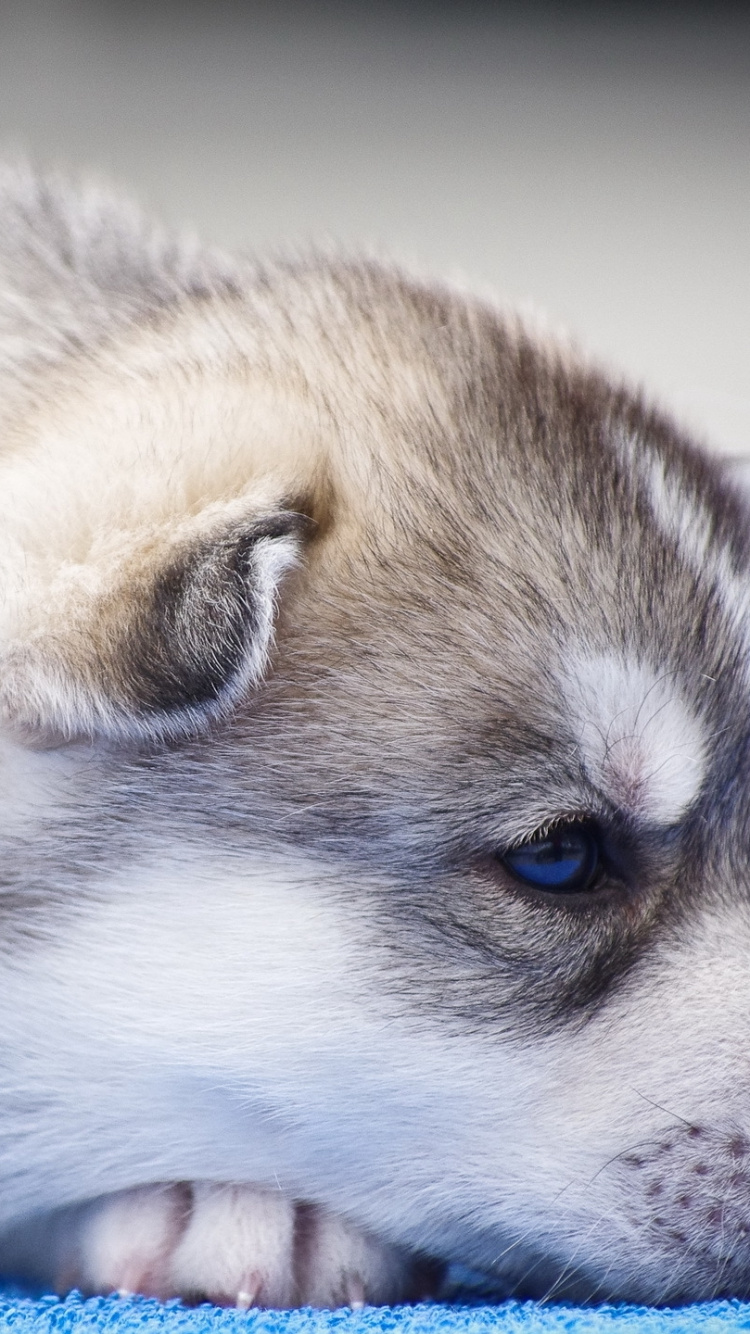 Обои Сахалинская хаски, канадская эскимосская собака, миниатюрный Сибирский хаски, гренландская собака, щенок в разрешении 750x1334