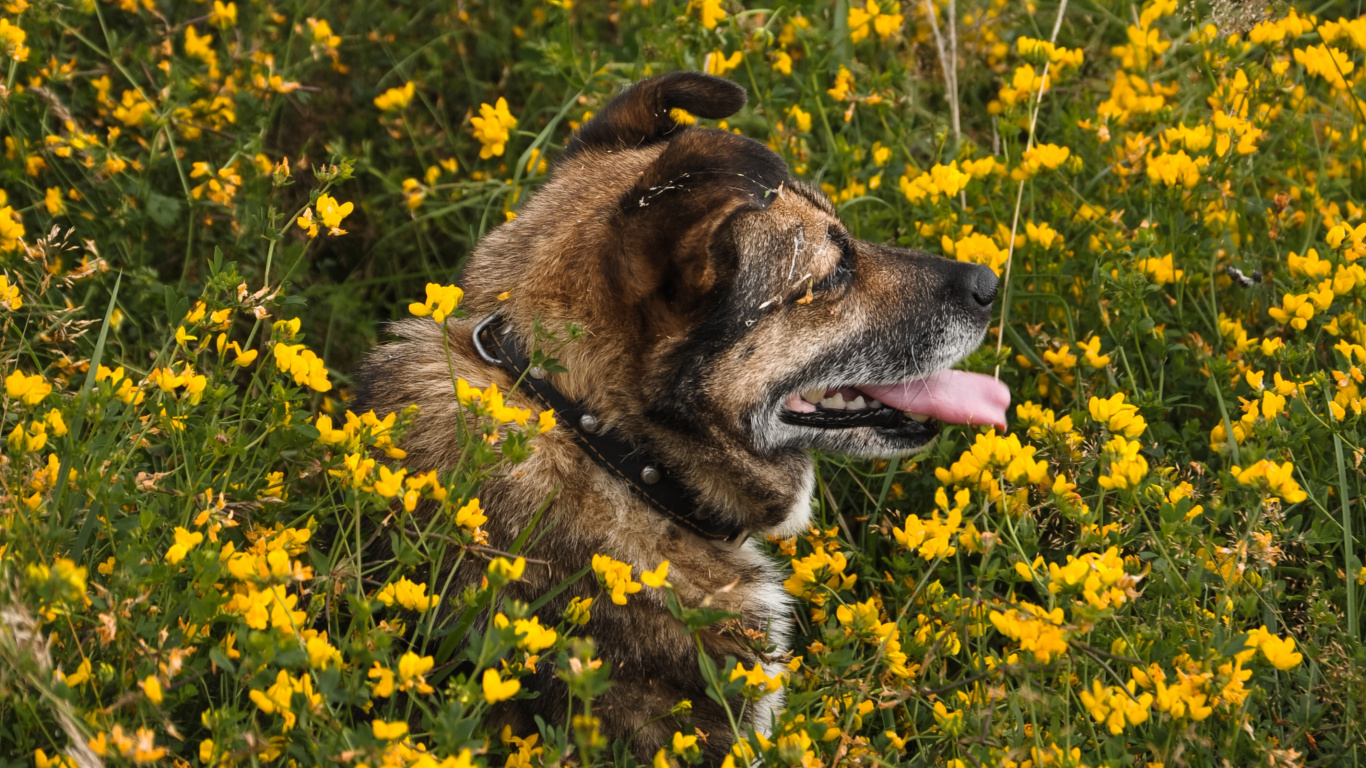 Обои пес, щенок, желтый, расповое, горчичный завод в разрешении 1366x768