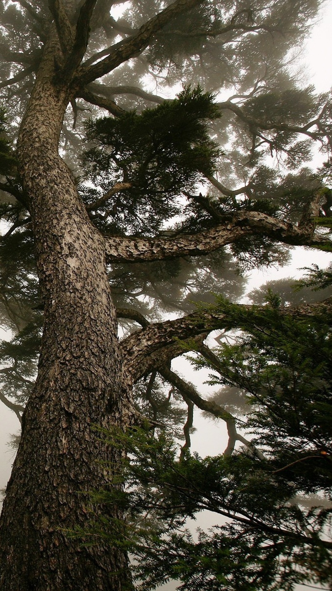 Обои сосна, дерево, природа, растительность, лес в разрешении 1080x1920