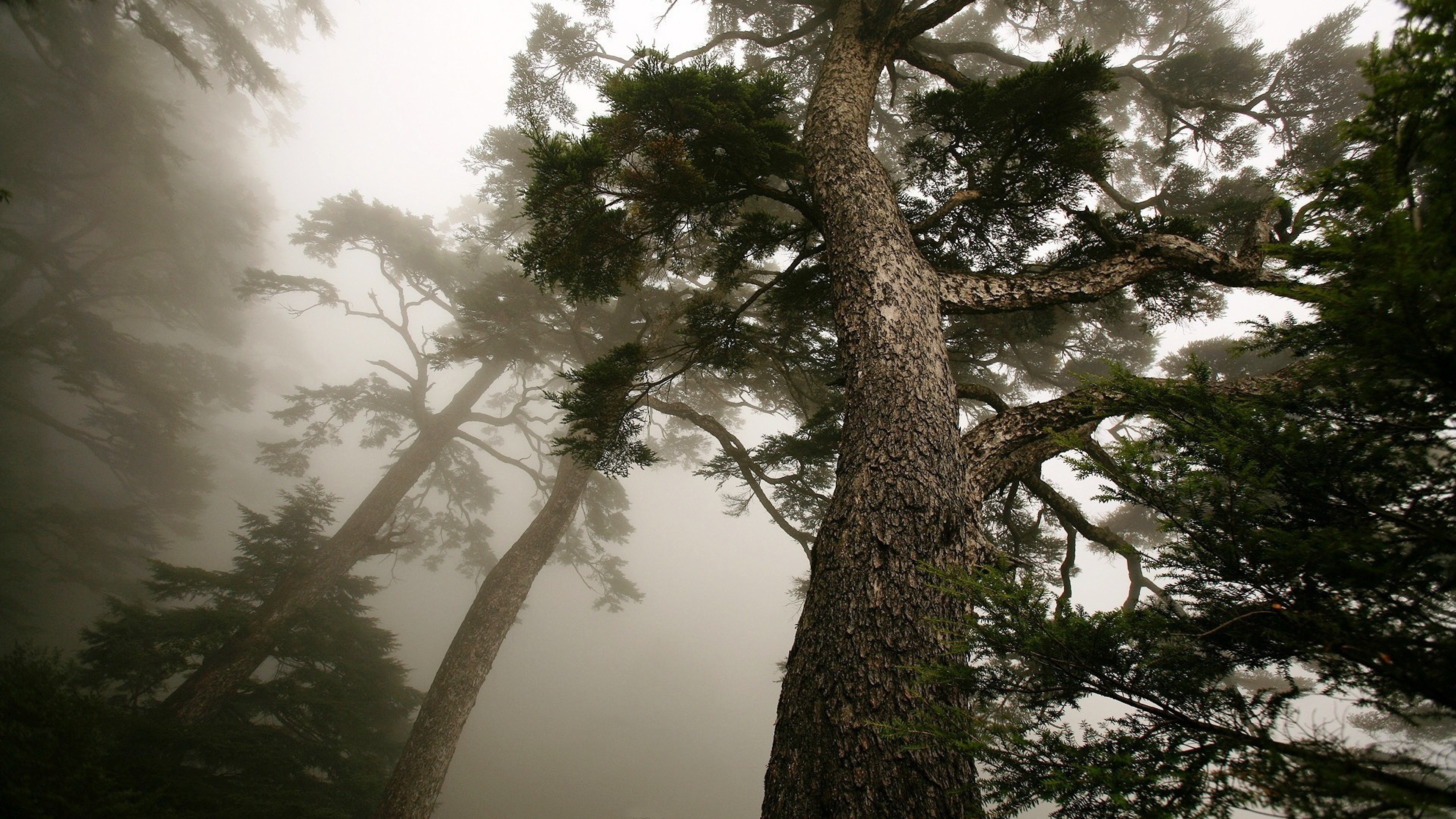 Обои сосна, дерево, природа, растительность, лес в разрешении 3840x2160