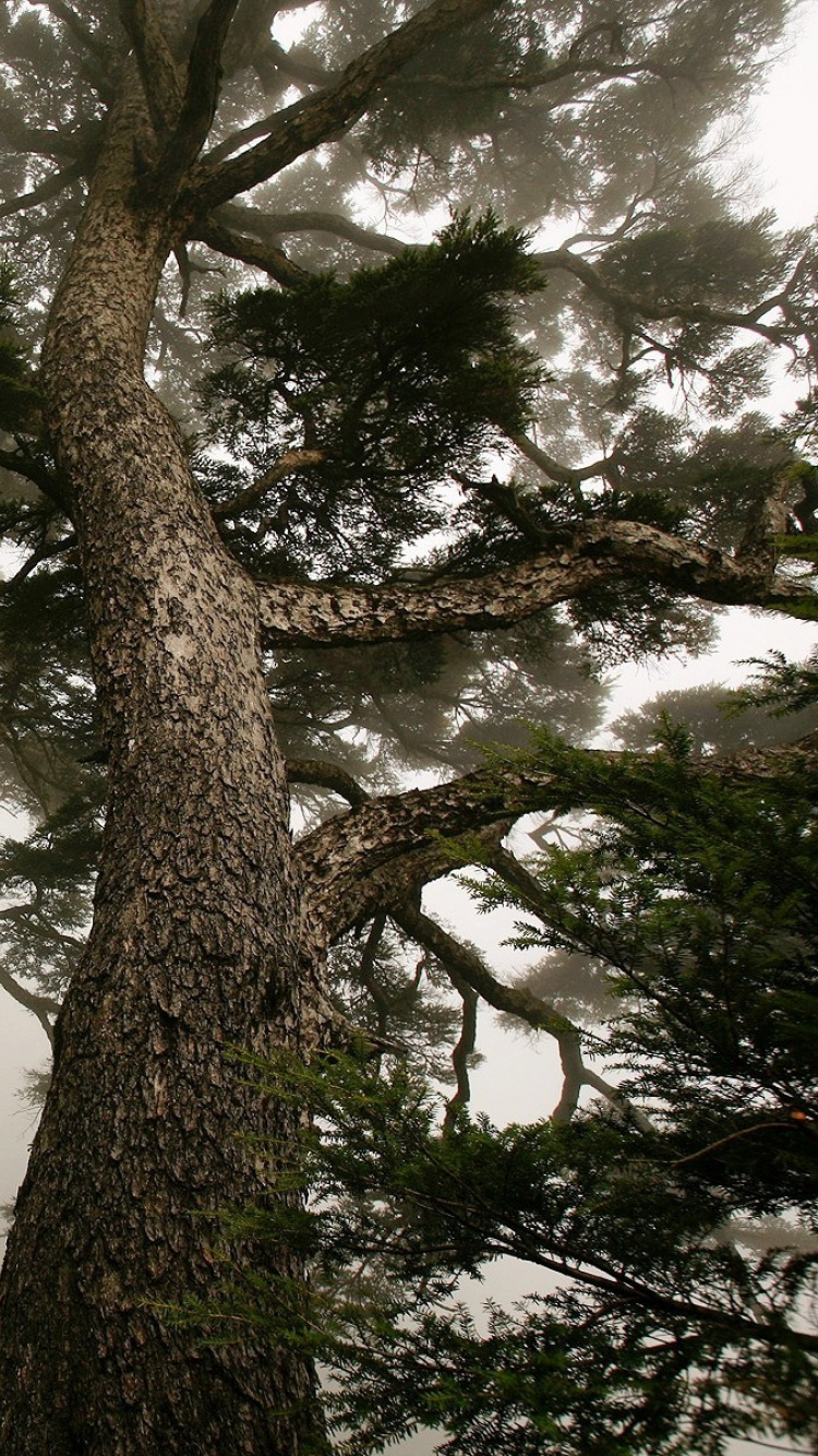 Обои сосна, дерево, природа, растительность, лес в разрешении 750x1334