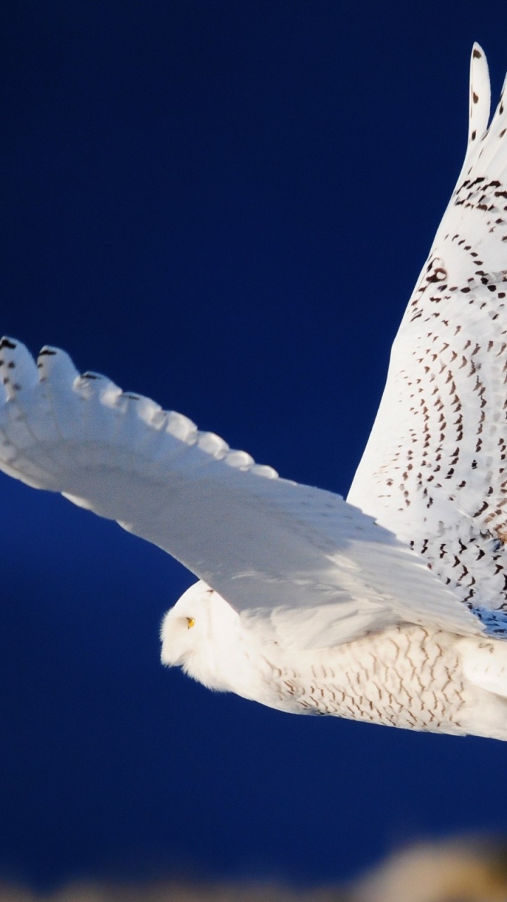 Обои Снежная сова, сипуха, птица, хищная птица, крыло в разрешении 720x1280