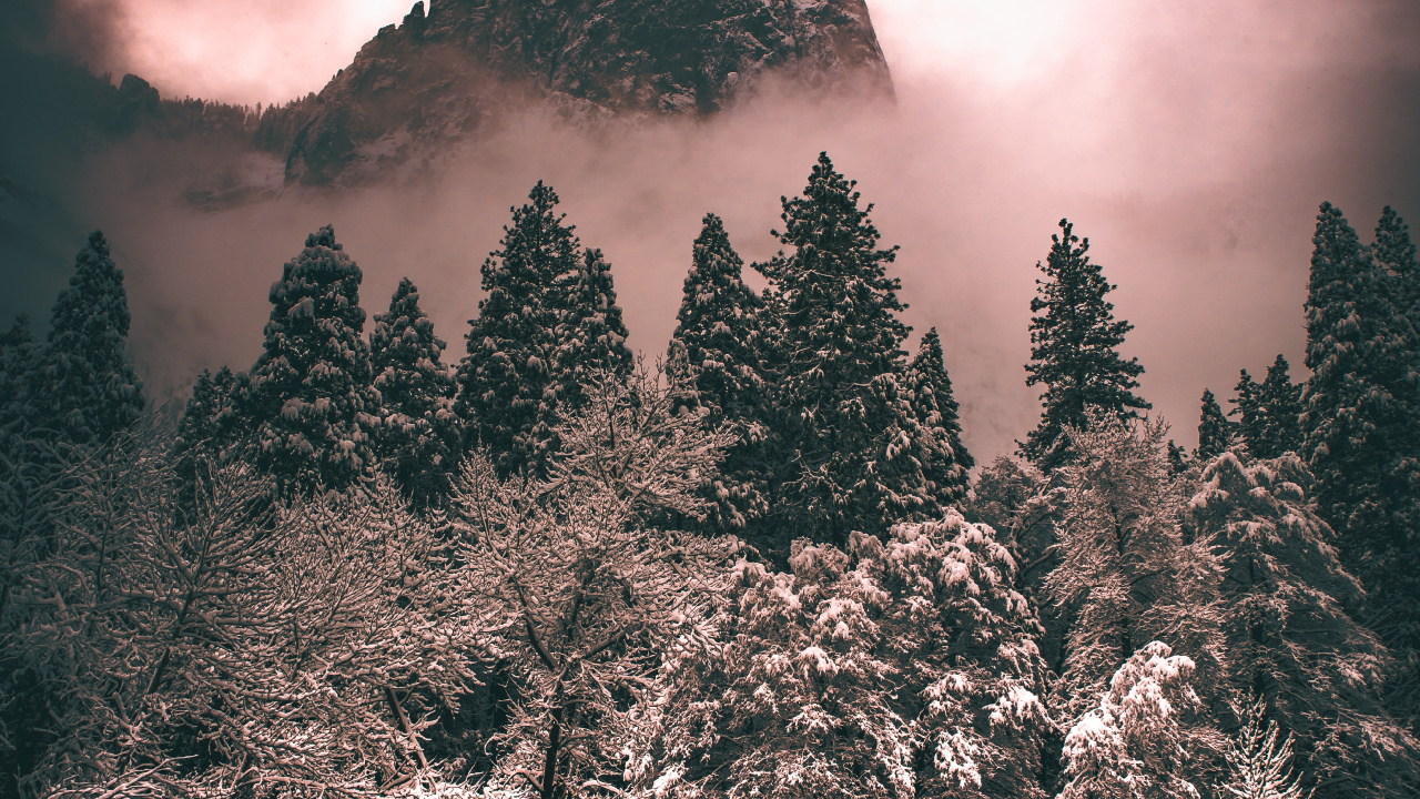 Обои дерево, облако, атмосфера, растение, гора в разрешении 1280x720