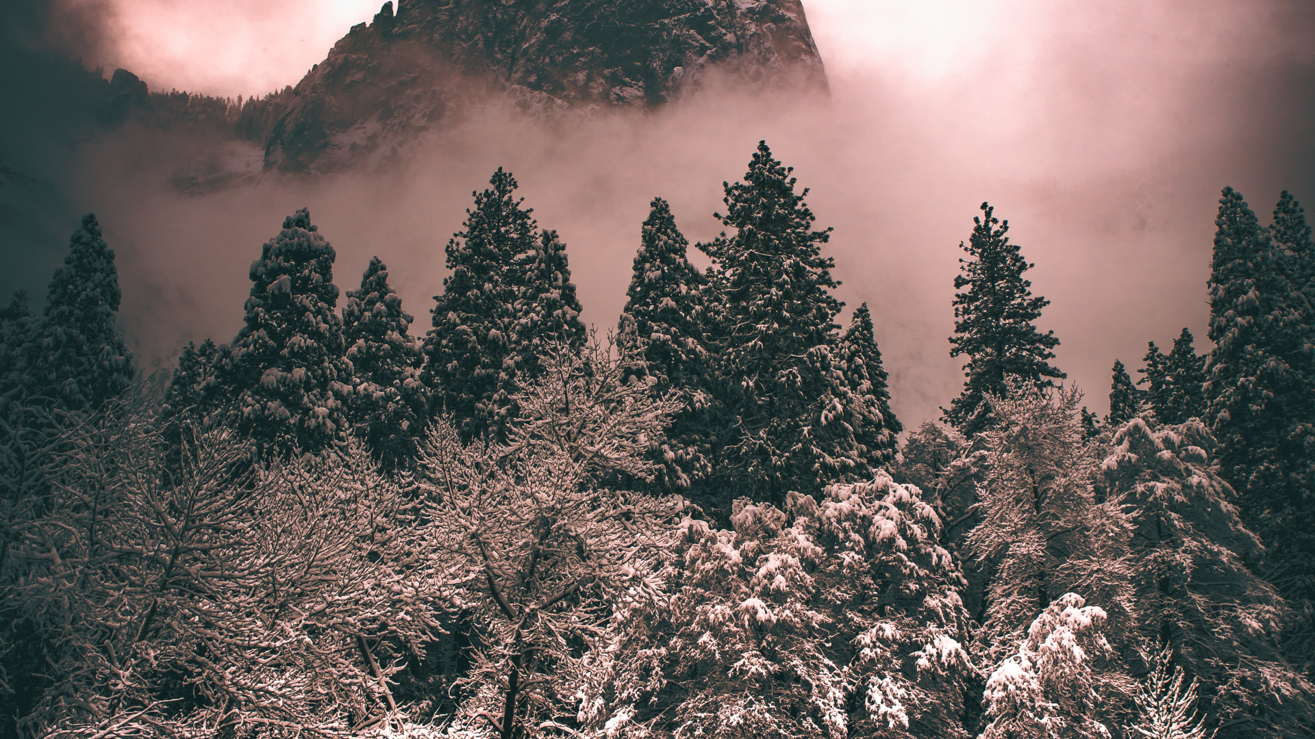 Обои дерево, облако, атмосфера, растение, гора в разрешении 1920x1080