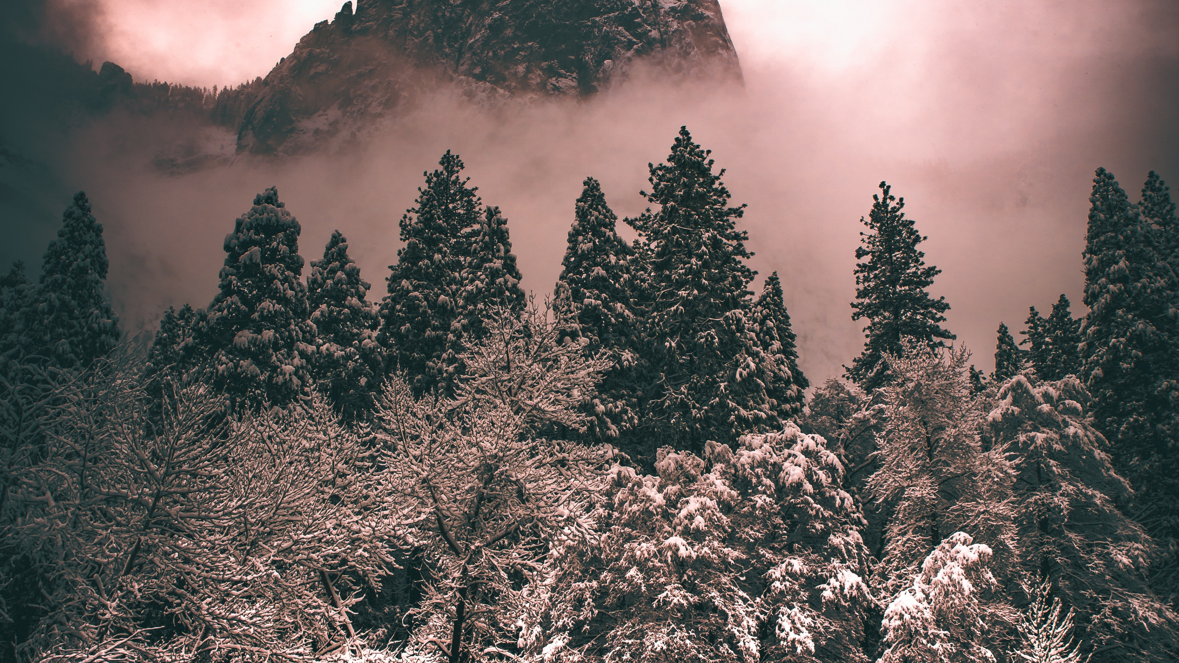 Обои дерево, облако, атмосфера, растение, гора в разрешении 3840x2160