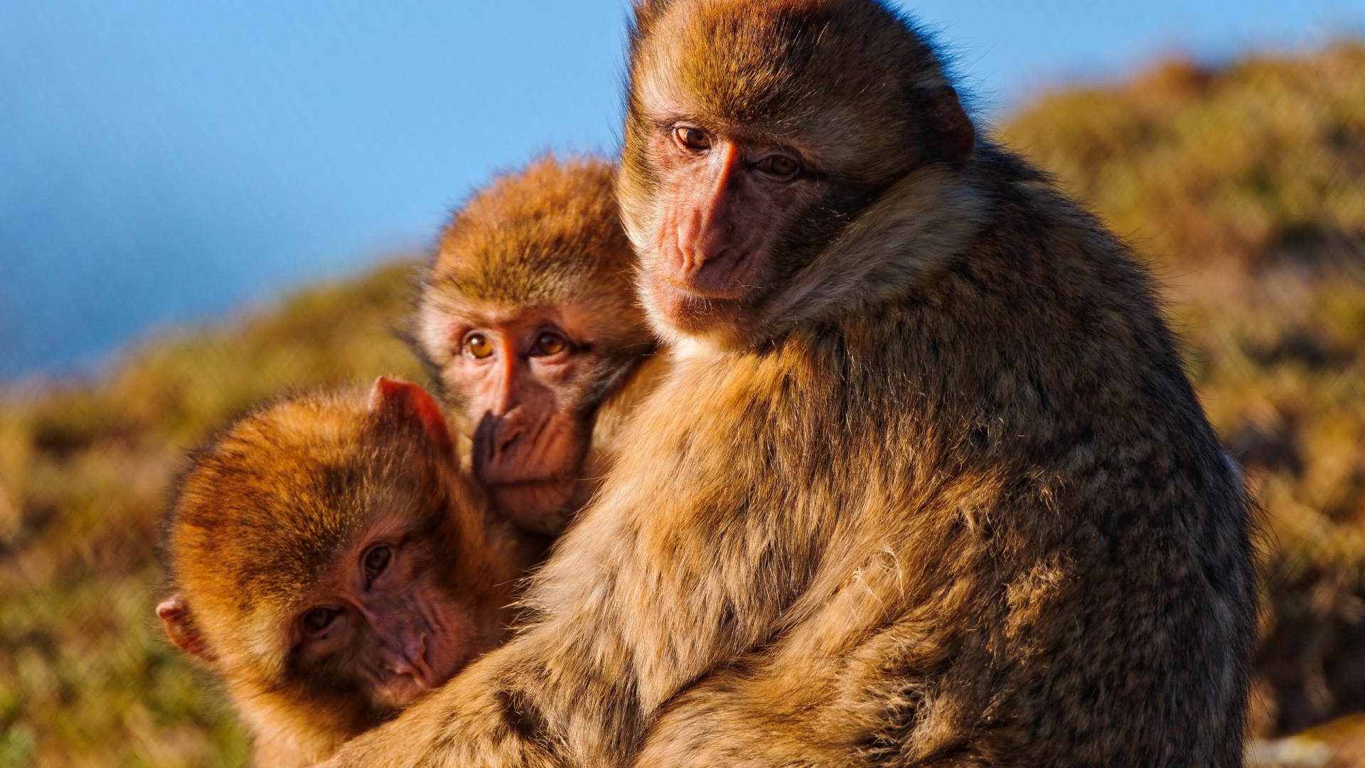 Обои макака, примас, живая природа, фауна, морда в разрешении 1920x1080