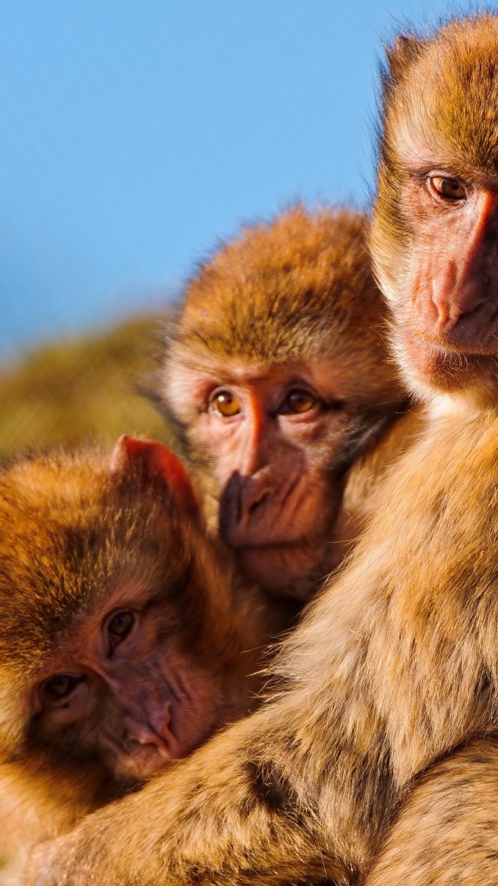 Обои макака, примас, живая природа, фауна, морда в разрешении 720x1280