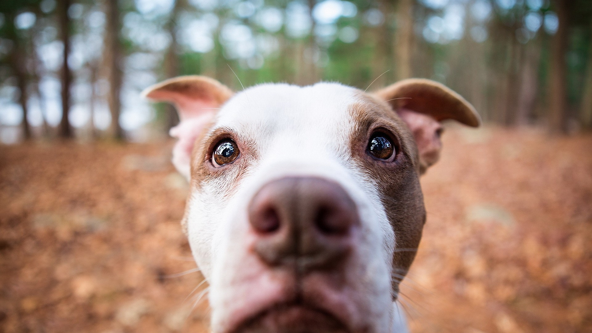 Обои американский питбультерьер, щенок, питбуль, собака породы, пес в разрешении 1920x1080