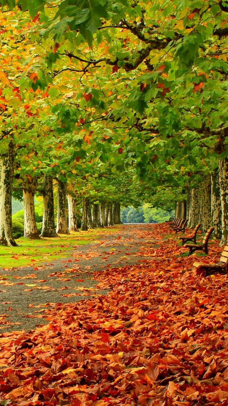 Обои осень, дерево, природа, лист, лесистая местность в разрешении 750x1334