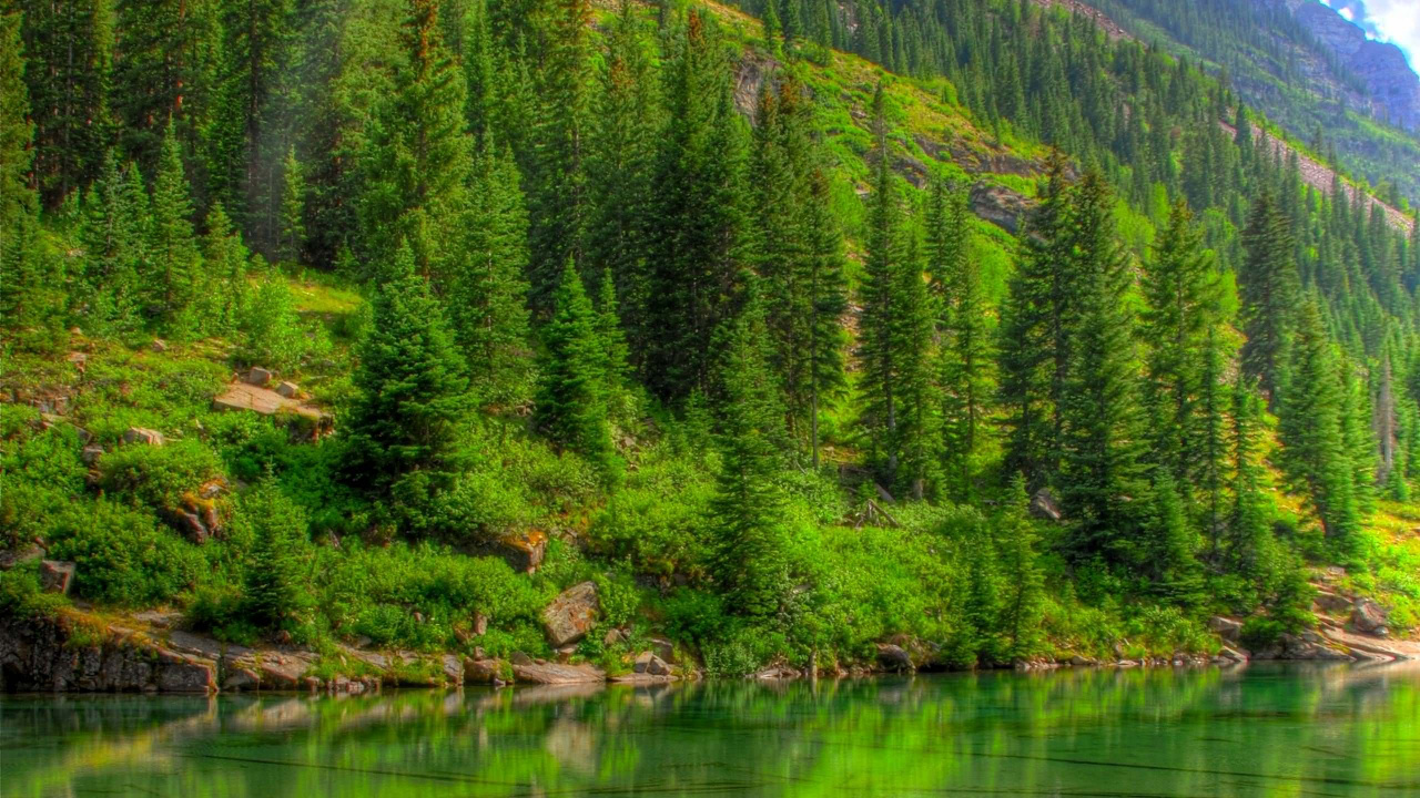 Обои природа, Бордовые Колокола, растительность, отражение, дикая местность в разрешении 1280x720