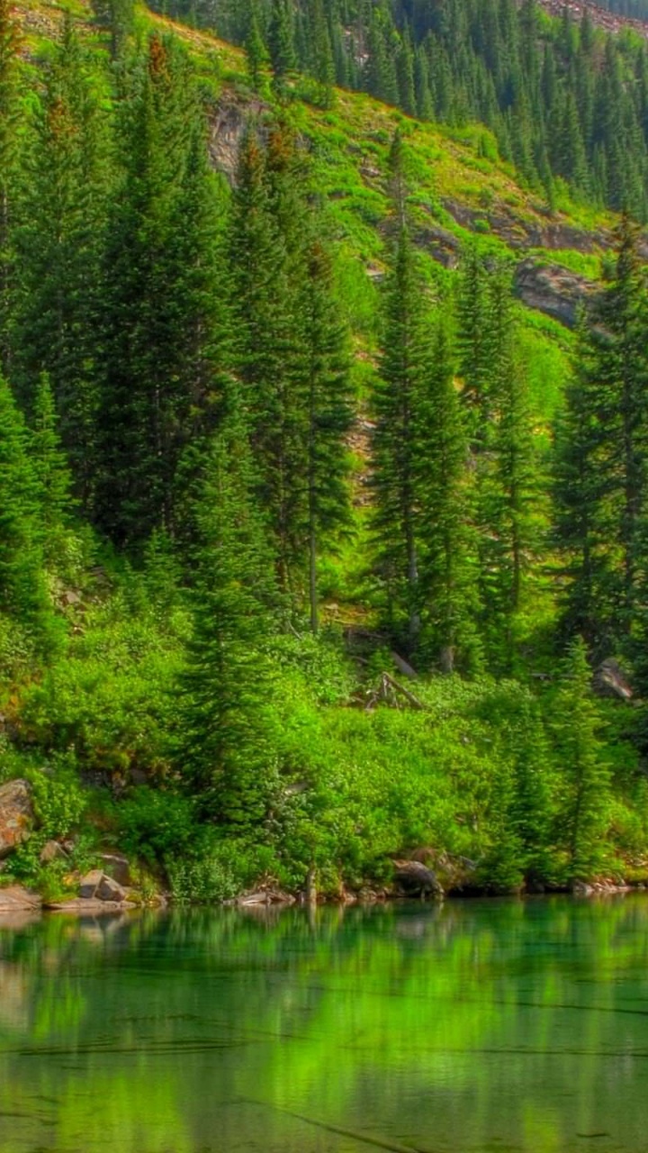 Обои природа, Бордовые Колокола, растительность, отражение, дикая местность в разрешении 720x1280