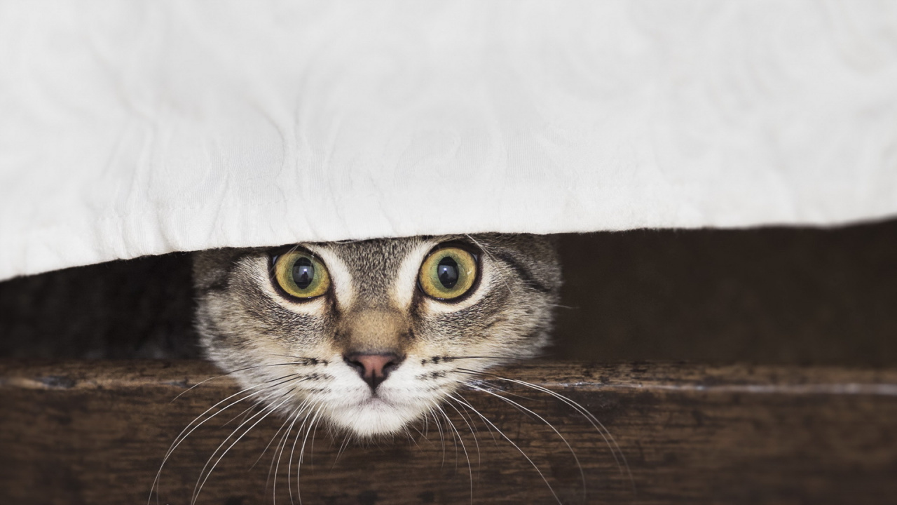 Обои бакенбарды, полосатый кот, европейская короткошерстная, кот, глаз в разрешении 1280x720