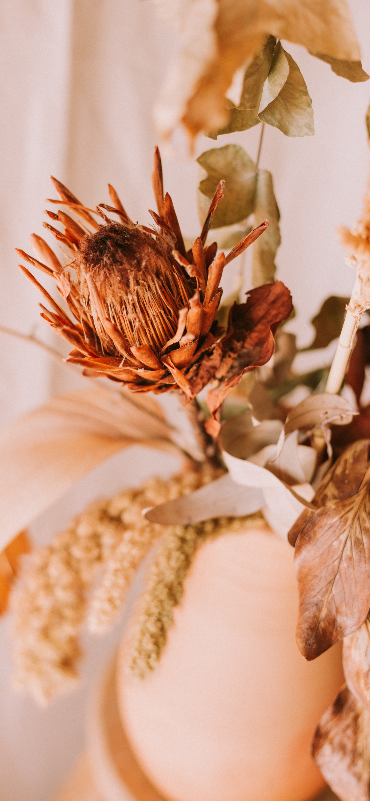 Обои лист, цветок, растение, ботаники, весна в разрешении 1242x2688