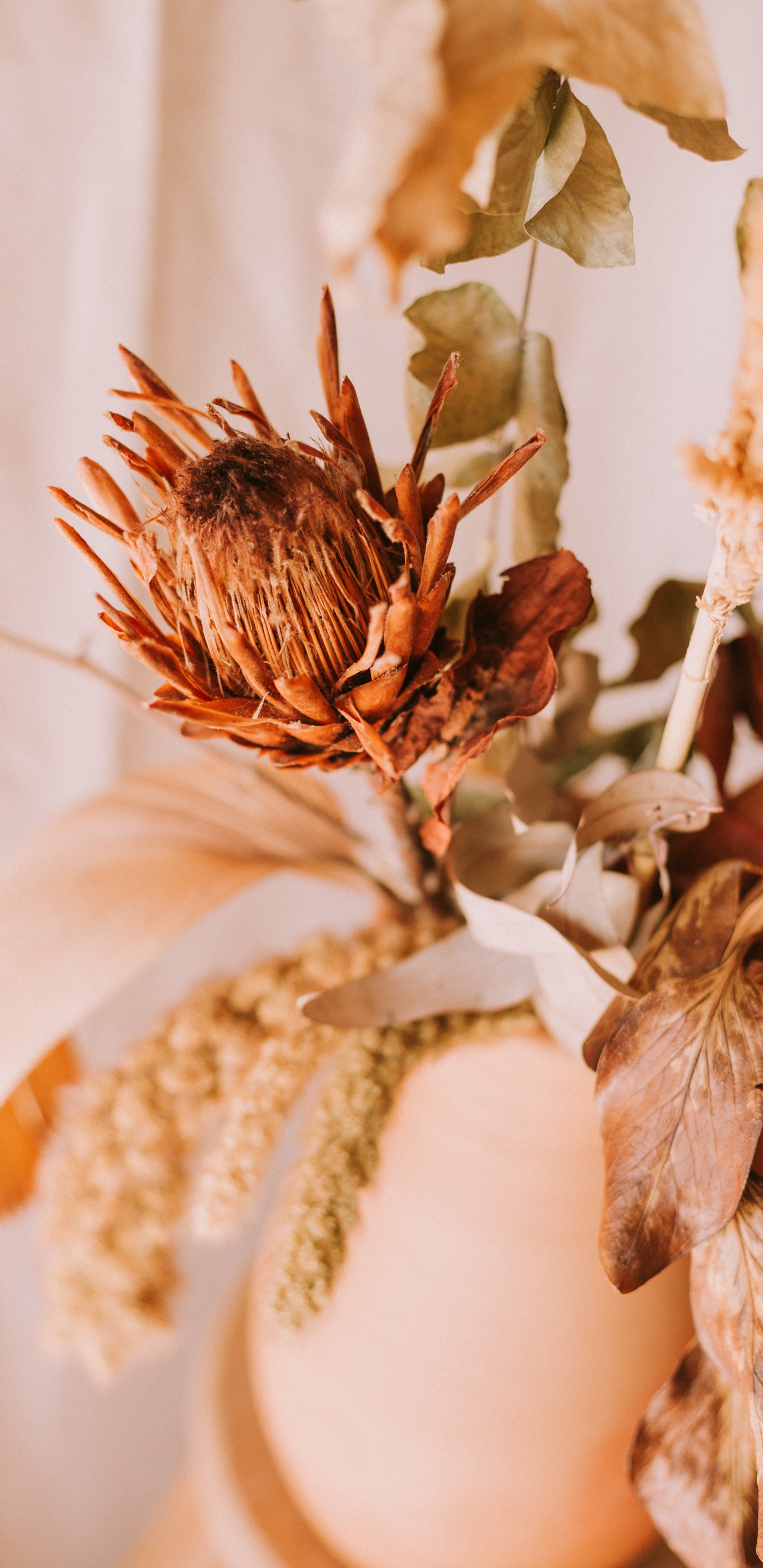 Обои лист, цветок, растение, ботаники, весна в разрешении 1440x2960