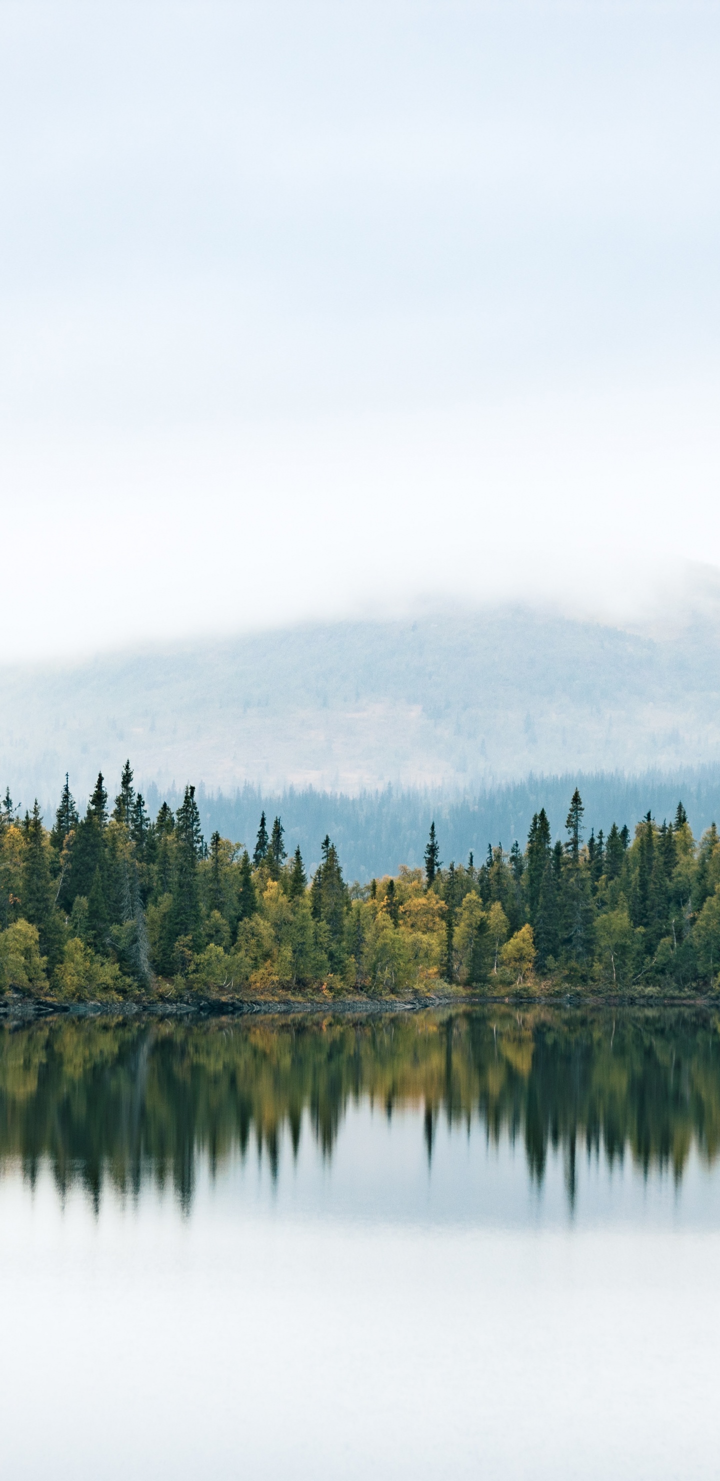 Обои вода, облако, природный ландшафт, лиственница, дерево в разрешении 1440x2960