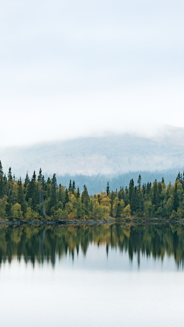 Обои вода, облако, природный ландшафт, лиственница, дерево в разрешении 720x1280