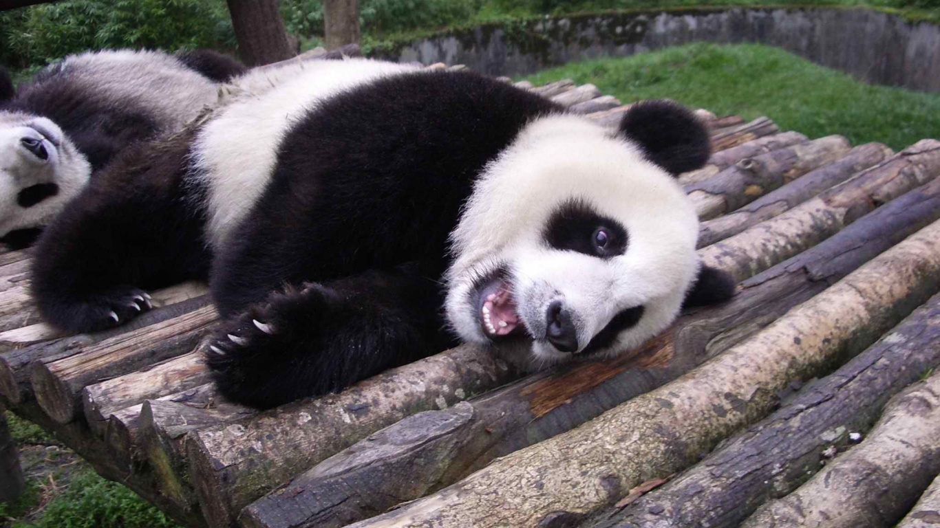 Обои гигантская панда, наземные животные, медведь, животный мир, морда в разрешении 1366x768