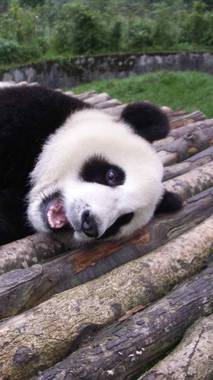 Обои гигантская панда, наземные животные, медведь, животный мир, морда в разрешении 720x1280