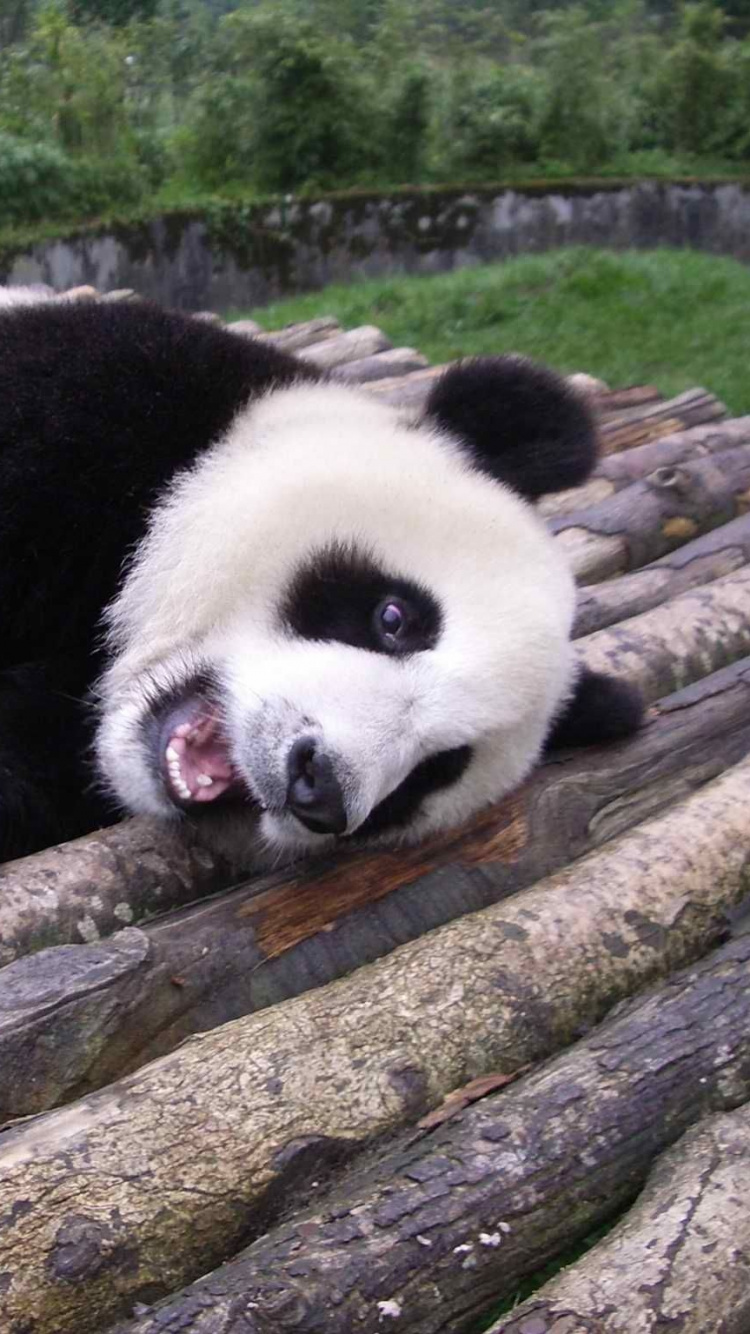 Обои гигантская панда, наземные животные, медведь, животный мир, морда в разрешении 750x1334