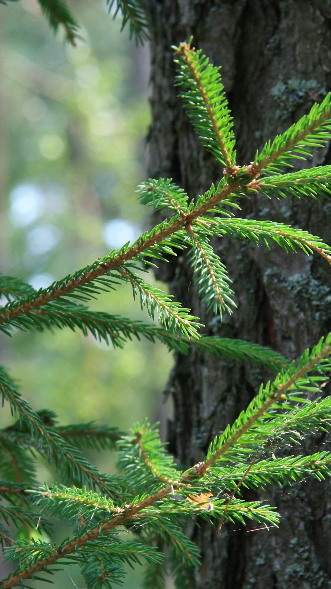 Обои ель, сосна, дерево, пихта, игла в разрешении 1080x1920